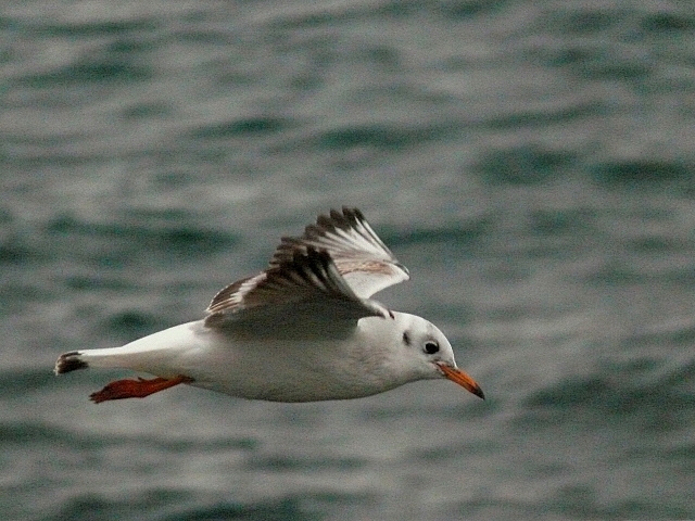 Karabaş martı