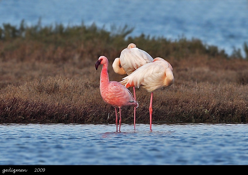 Küçük flamingo