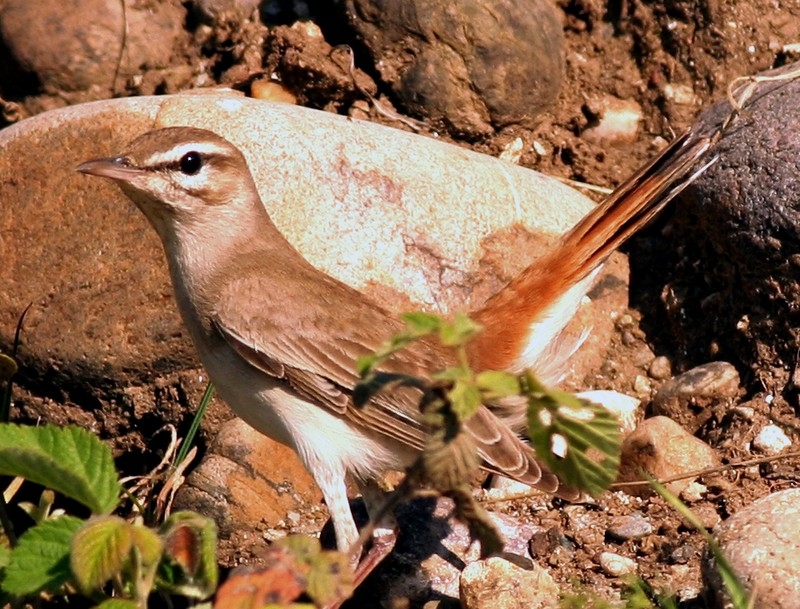 Çalıbülbülü