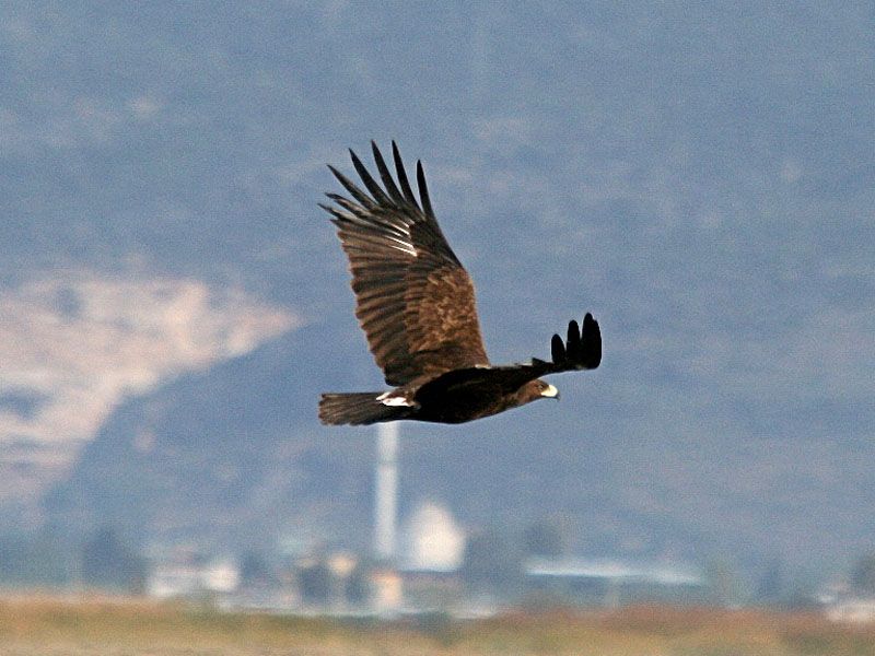 Büyük orman kartalı