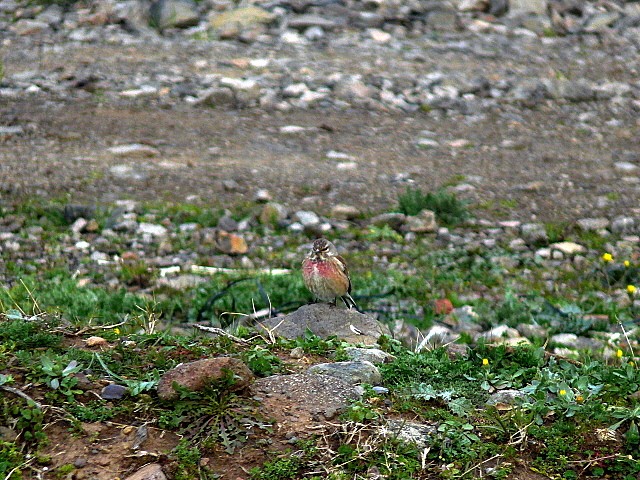 Ketenkuşu