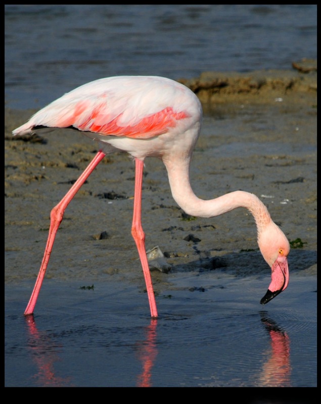 Flamingo