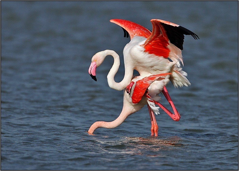 Flamingo