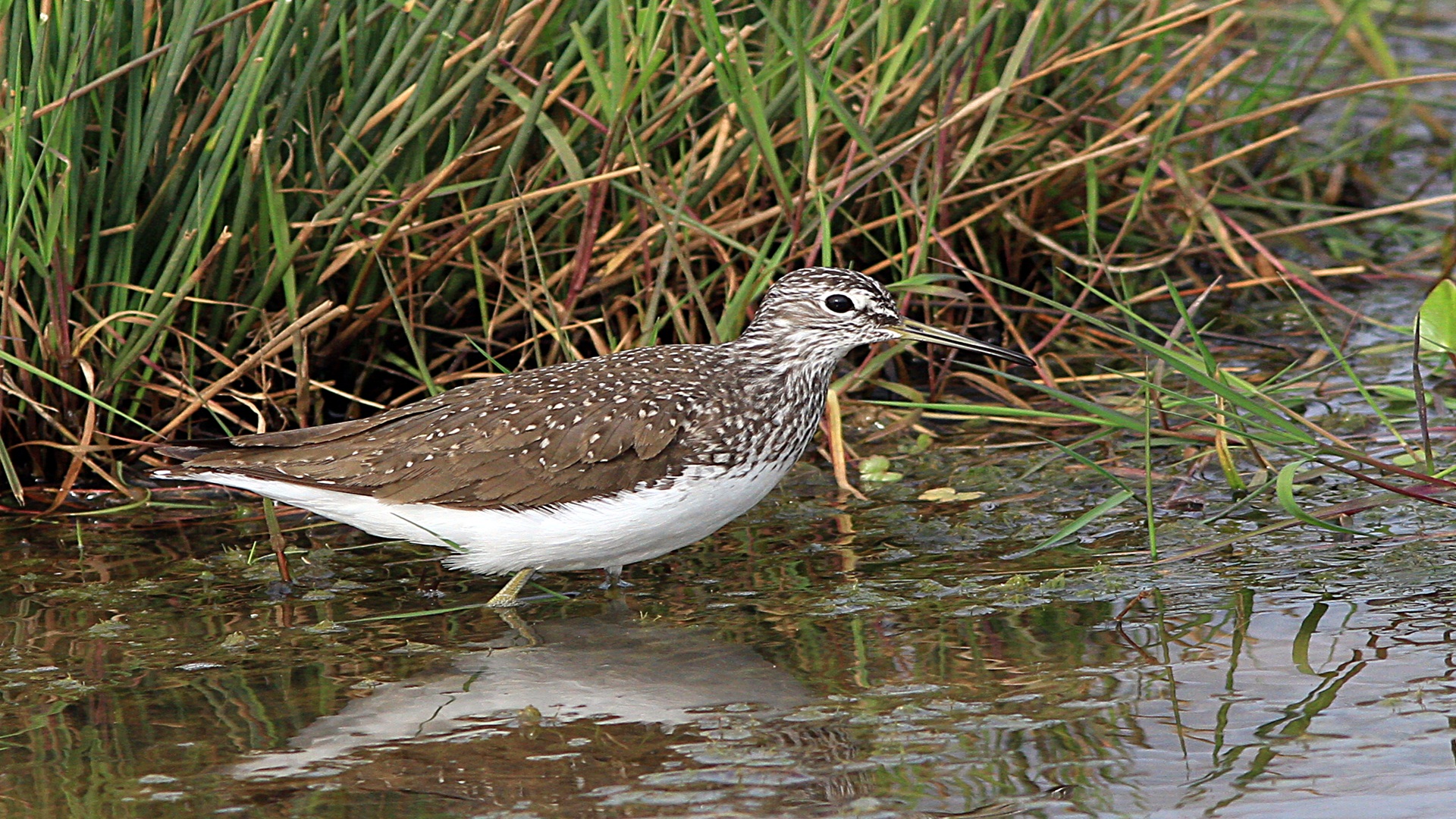 Yeşil düdükçün » Green Sandpiper » Tringa ochropus