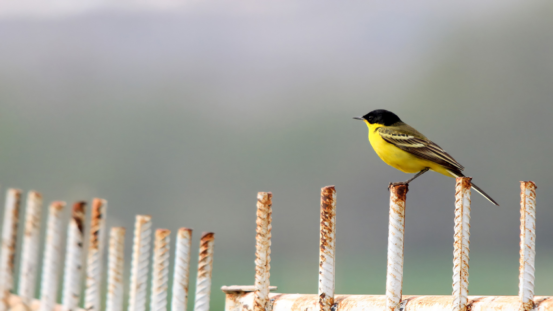 Sarı kuyruksallayan » Western Yellow Wagtail » Motacilla flava