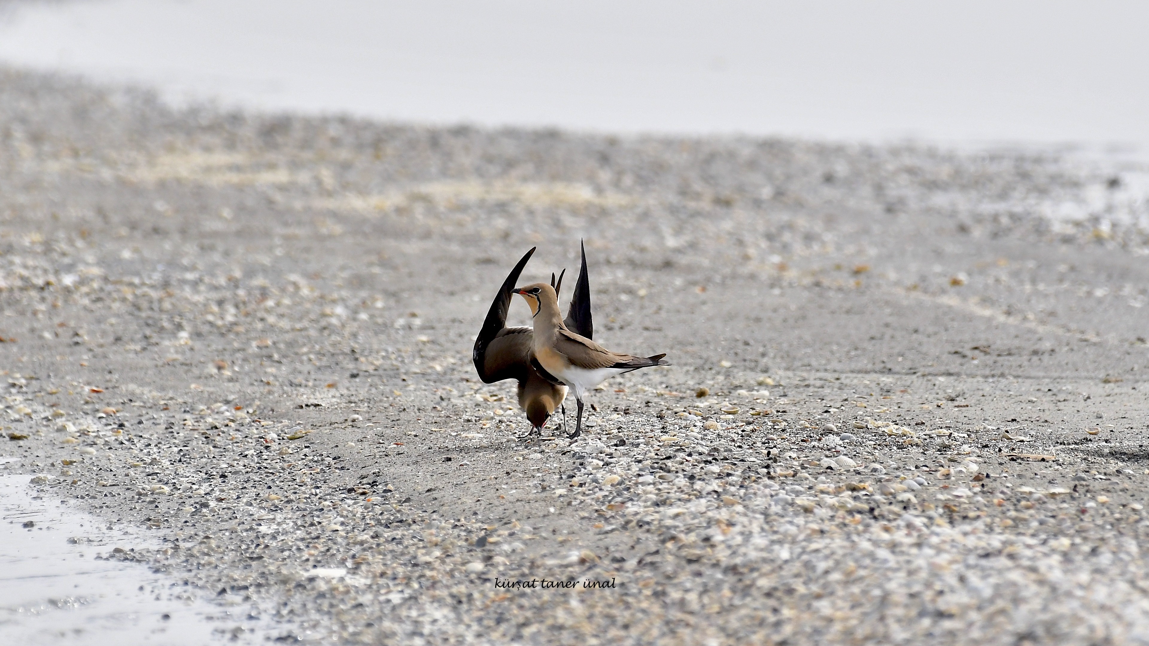 Bataklıkkırlangıcı » Collared Pratincole » Glareola pratincola