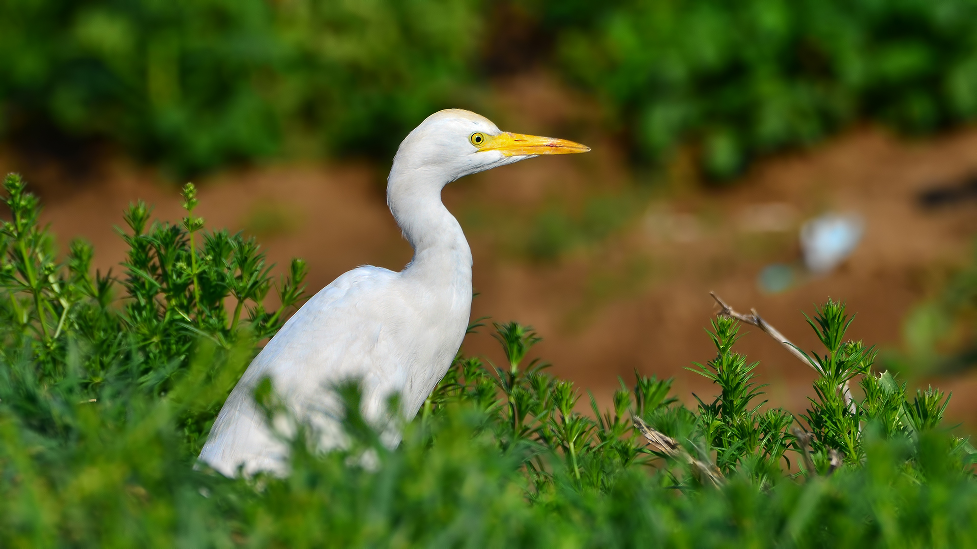 Sığır balıkçılı » Western Cattle Egret » Bubulcus ibis