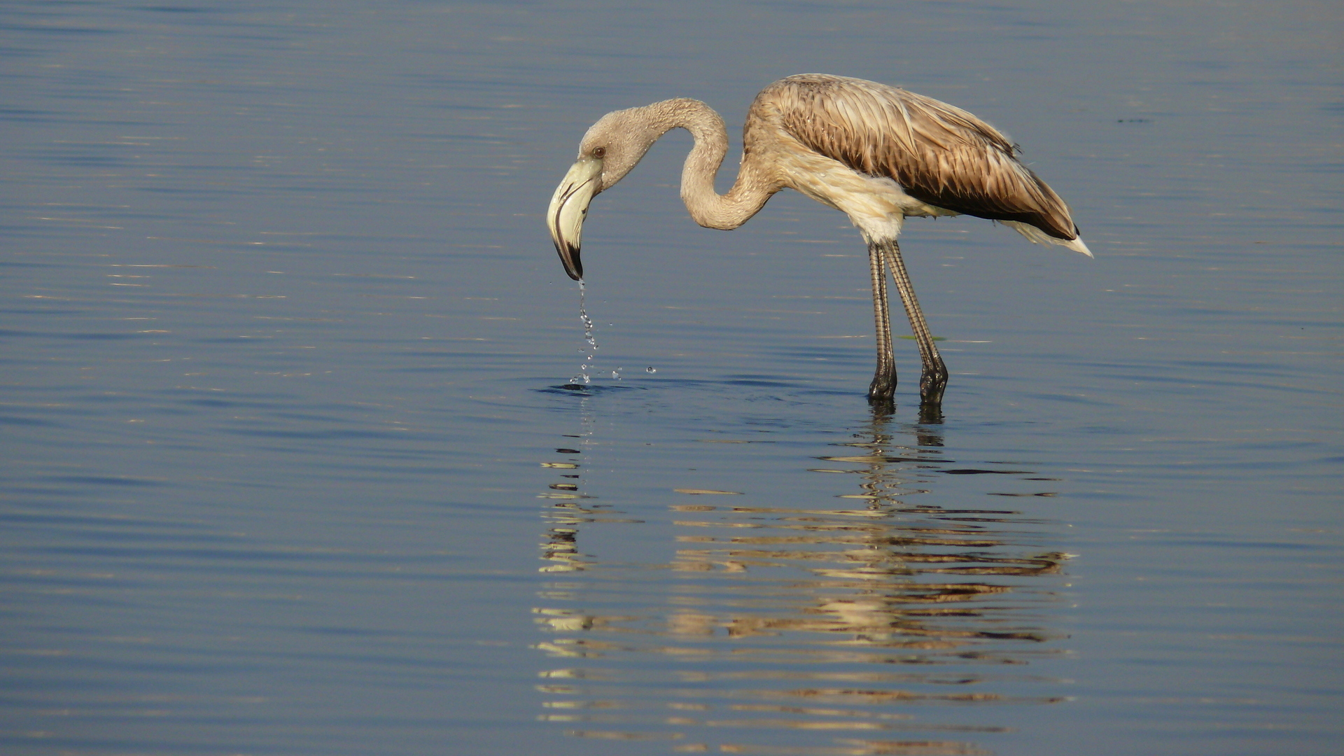 Flamingo