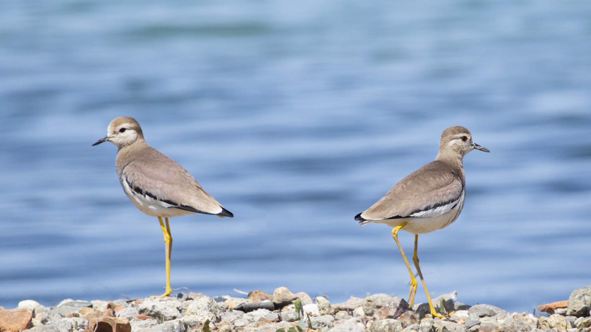 Akkuyruklu kızkuşu » White-tailed Lapwing » Vanellus leucurus