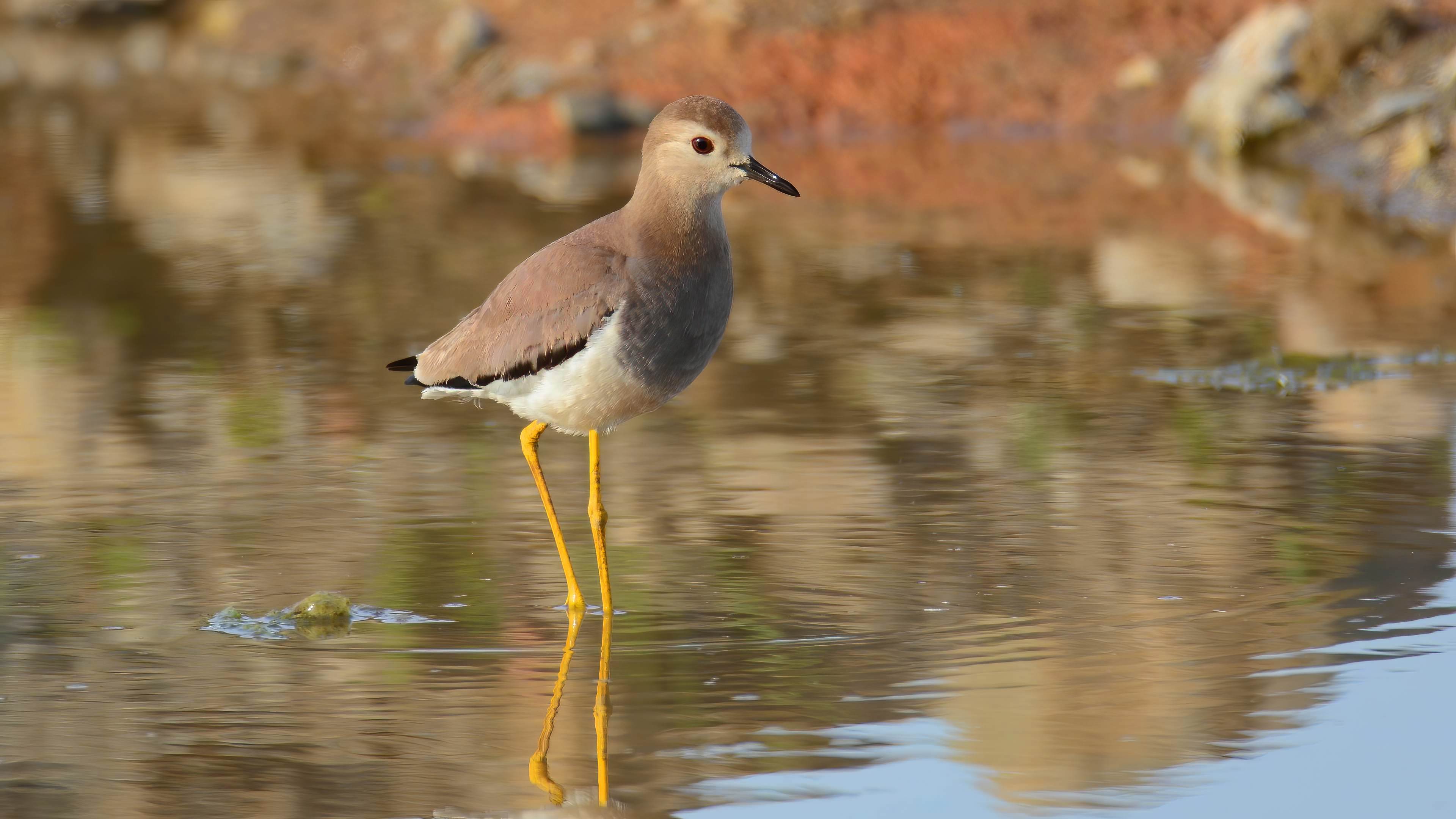 Akkuyruklu kızkuşu » White-tailed Lapwing » Vanellus leucurus