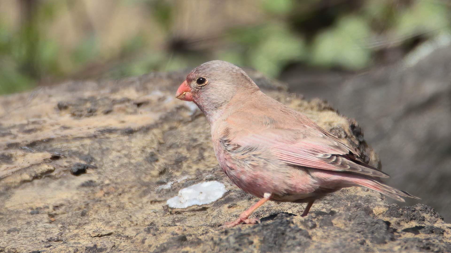 Küçük alamecek » Trumpeter Finch » Bucanetes githagineus