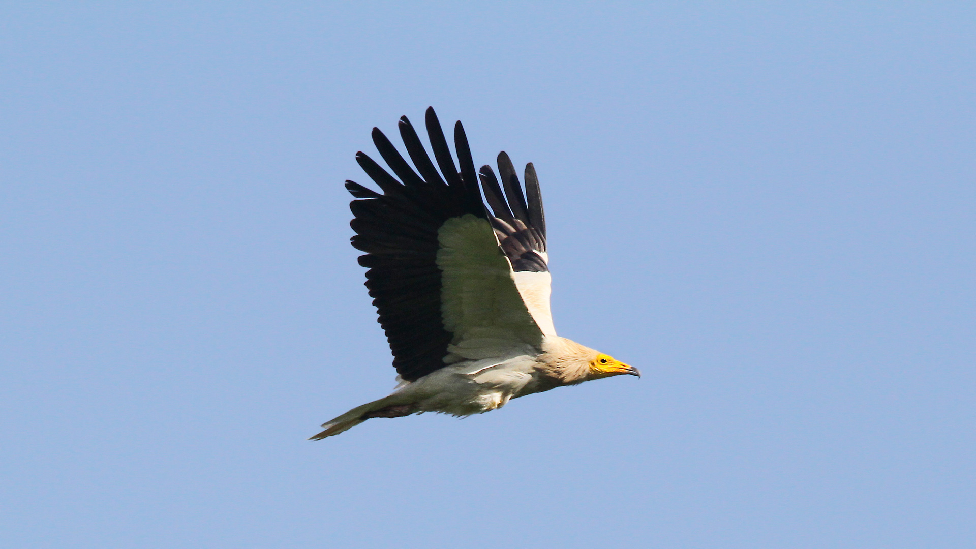 Küçük akbaba » Egyptian Vulture » Neophron percnopterus