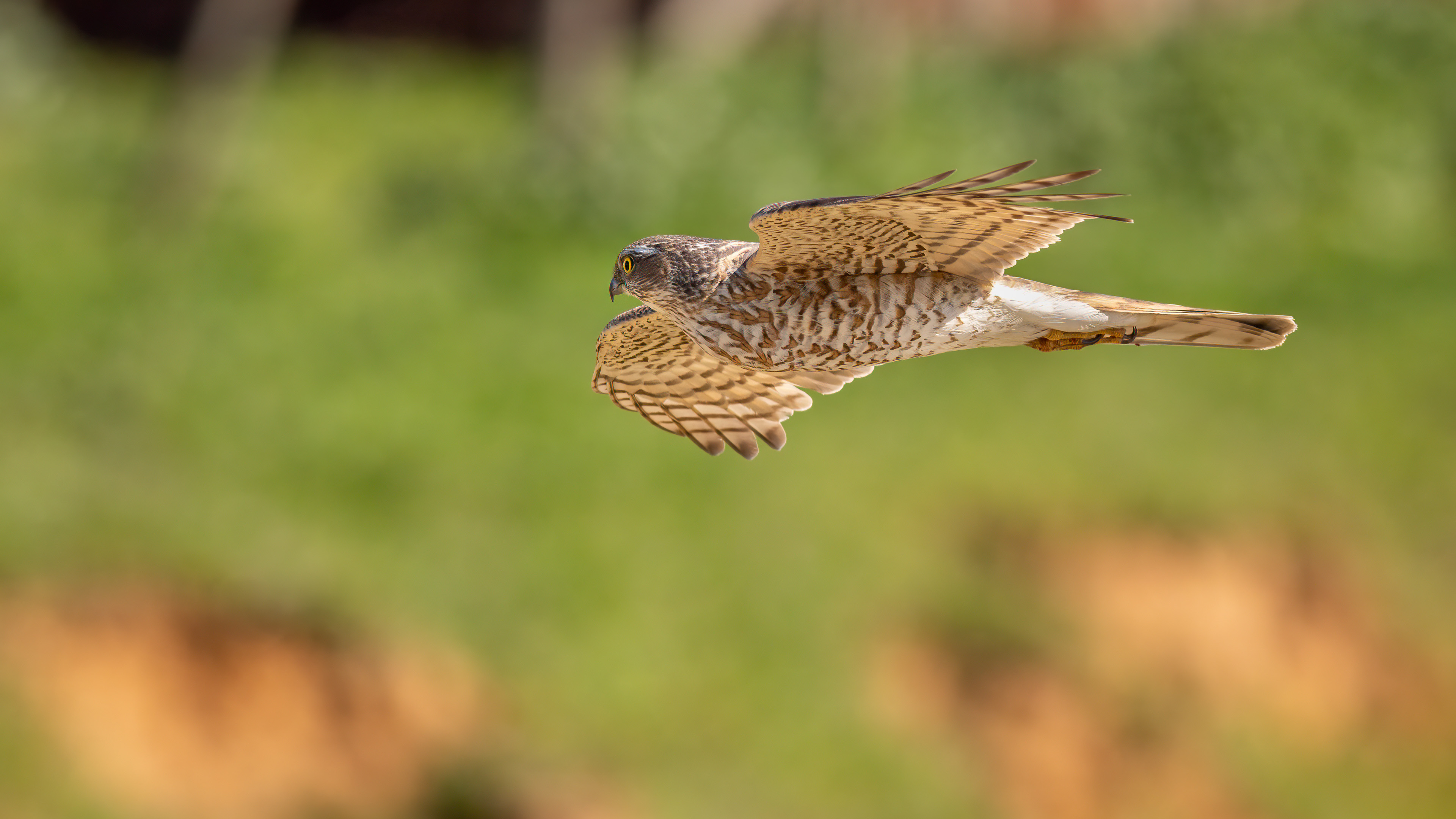 Atmaca » Eurasian Sparrowhawk » Accipiter nisus