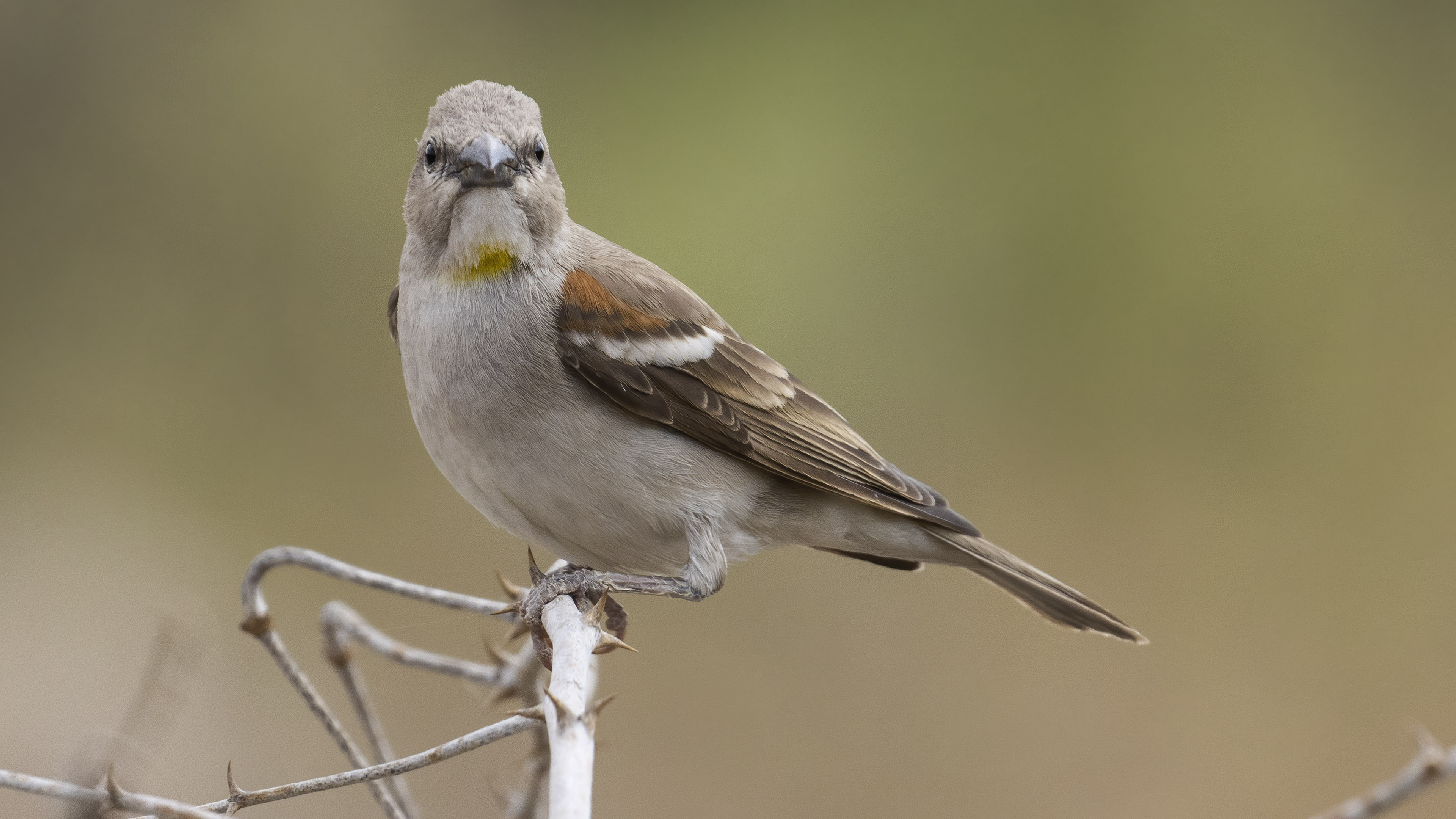 Sarıboğazlı serçe » Yellow-throated Sparrow » Gymnoris xanthocollis