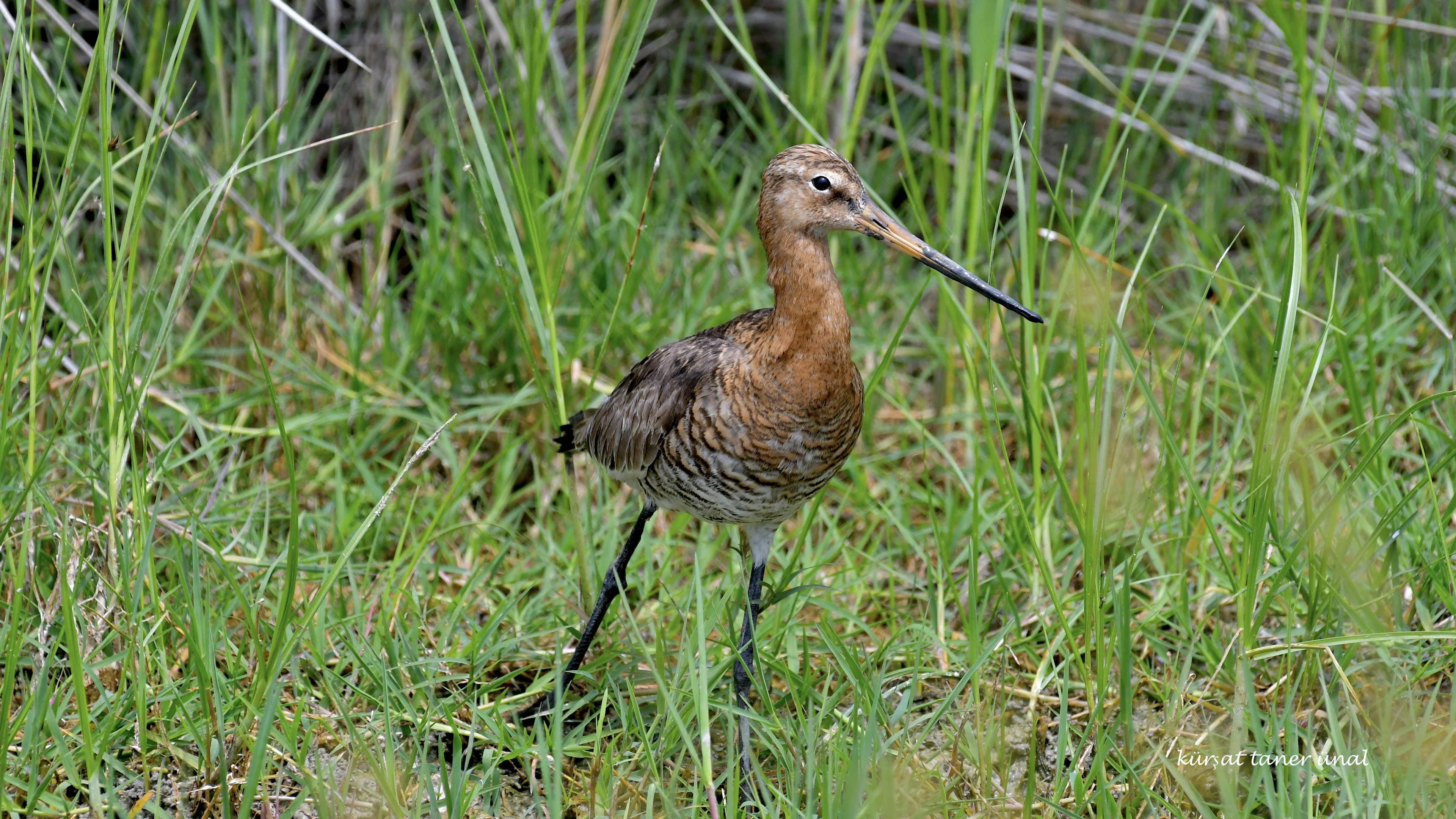 Çamurçulluğu » Black-tailed Godwit » Limosa limosa