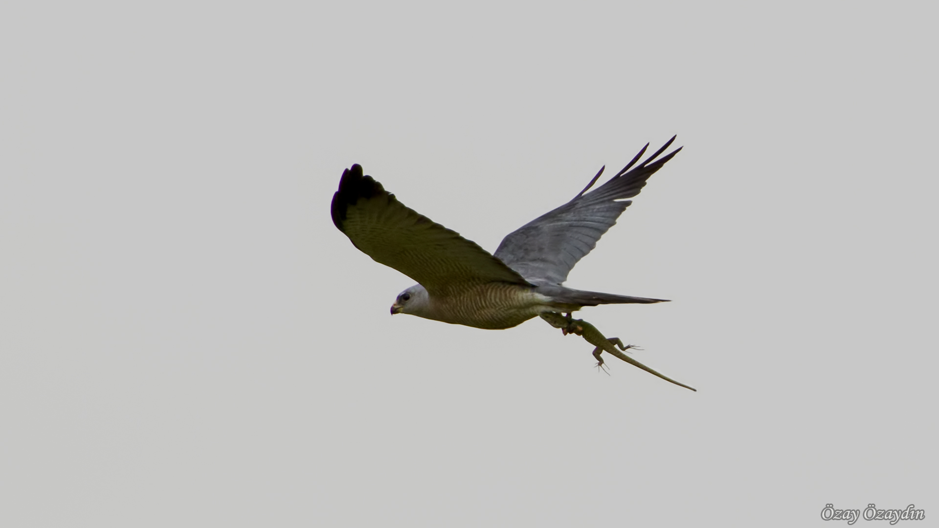 Yaz atmacası » Levant Sparrowhawk » Accipiter brevipes