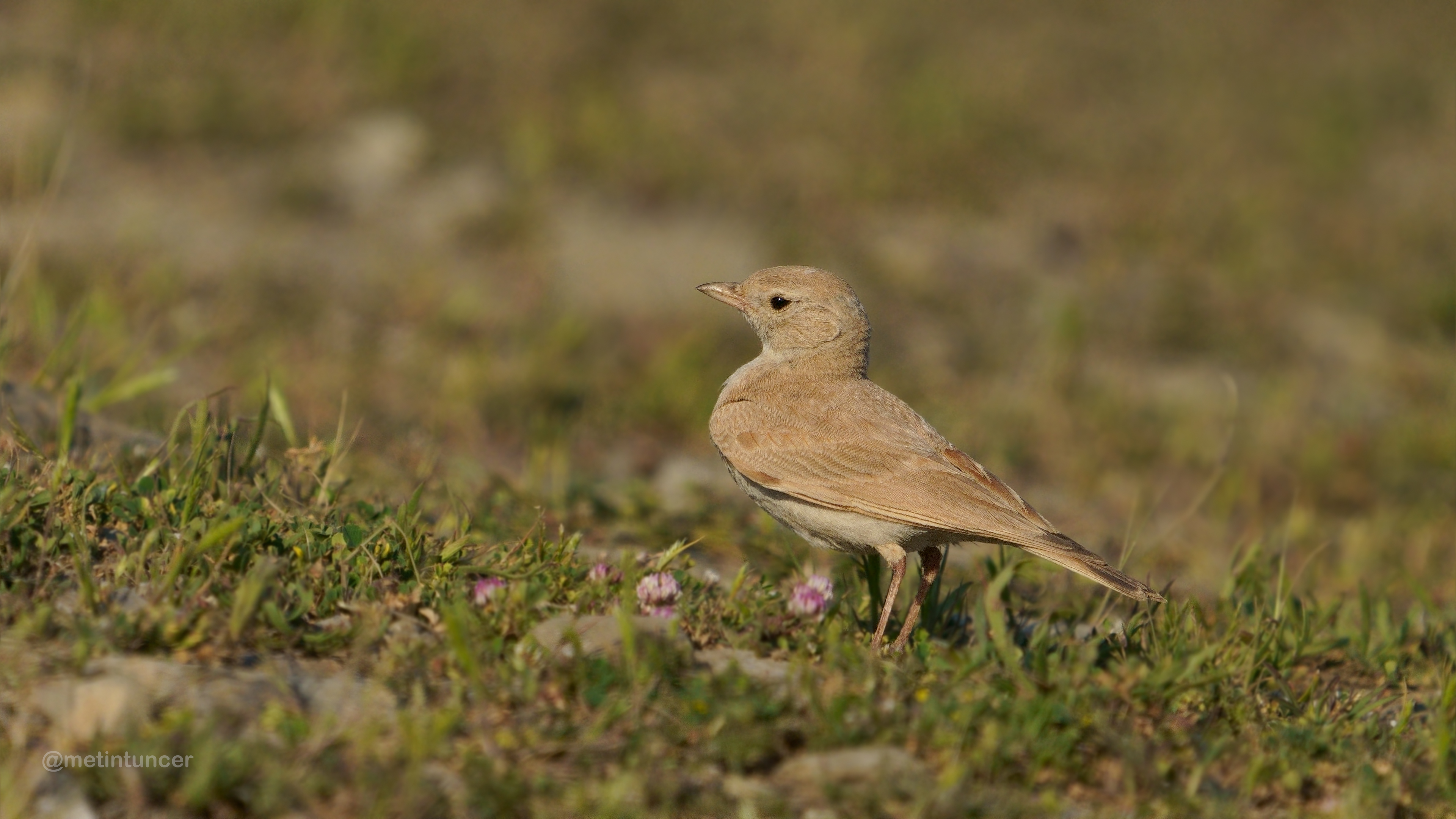 Küçük çöl toygarı » Bar-tailed Lark » Ammomanes cinctura