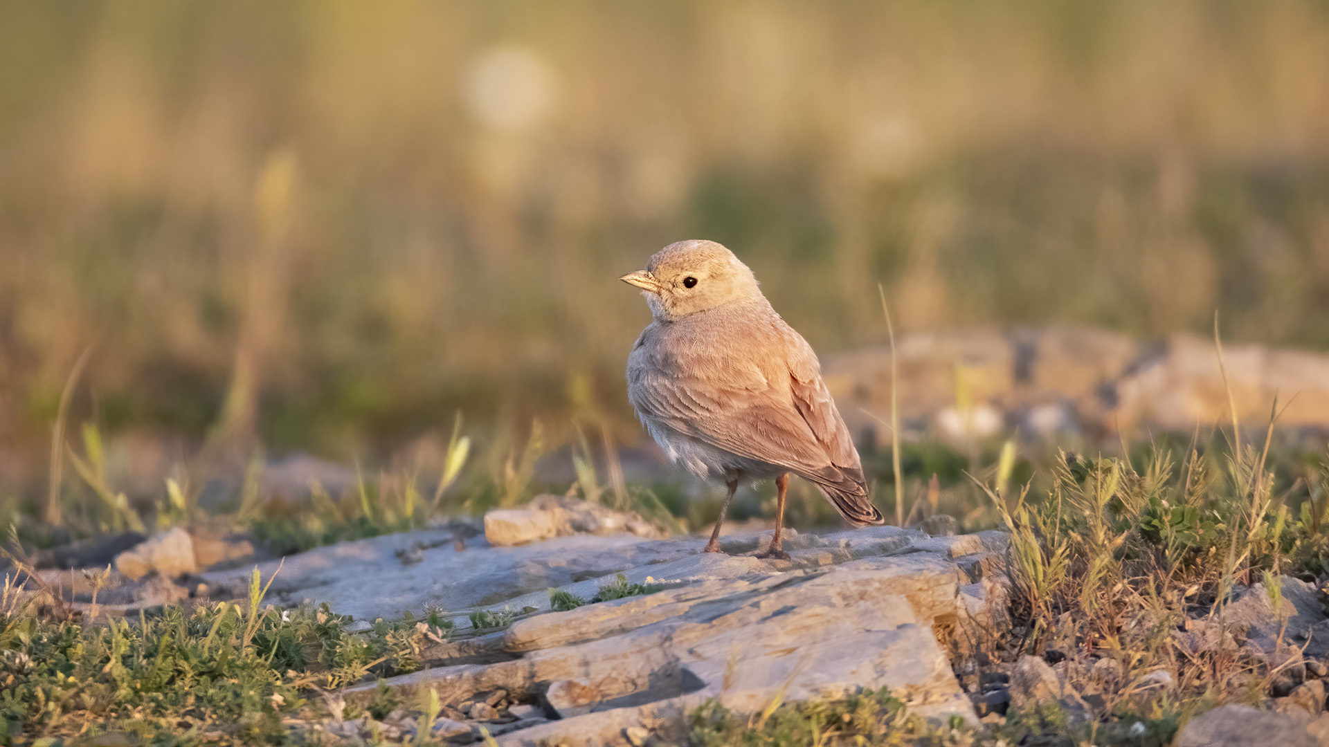 Küçük çöl toygarı » Bar-tailed Lark » Ammomanes cinctura