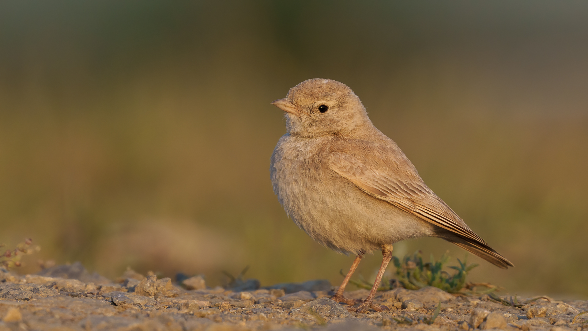 Küçük çöl toygarı » Bar-tailed Lark » Ammomanes cinctura