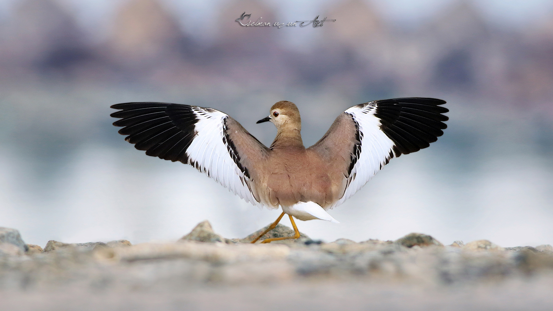 Akkuyruklu kızkuşu » White-tailed Lapwing » Vanellus leucurus