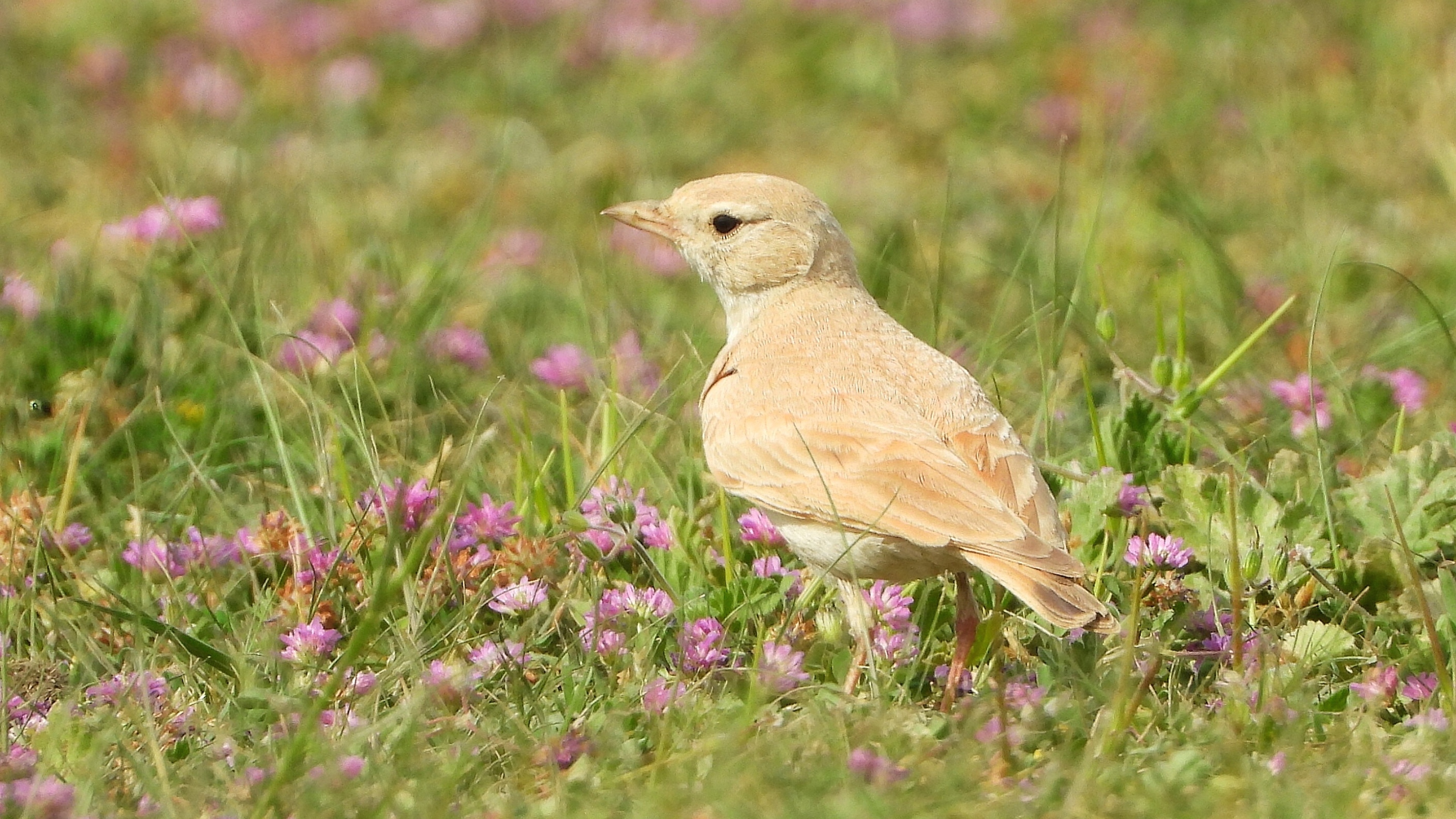 Küçük çöl toygarı » Bar-tailed Lark » Ammomanes cinctura