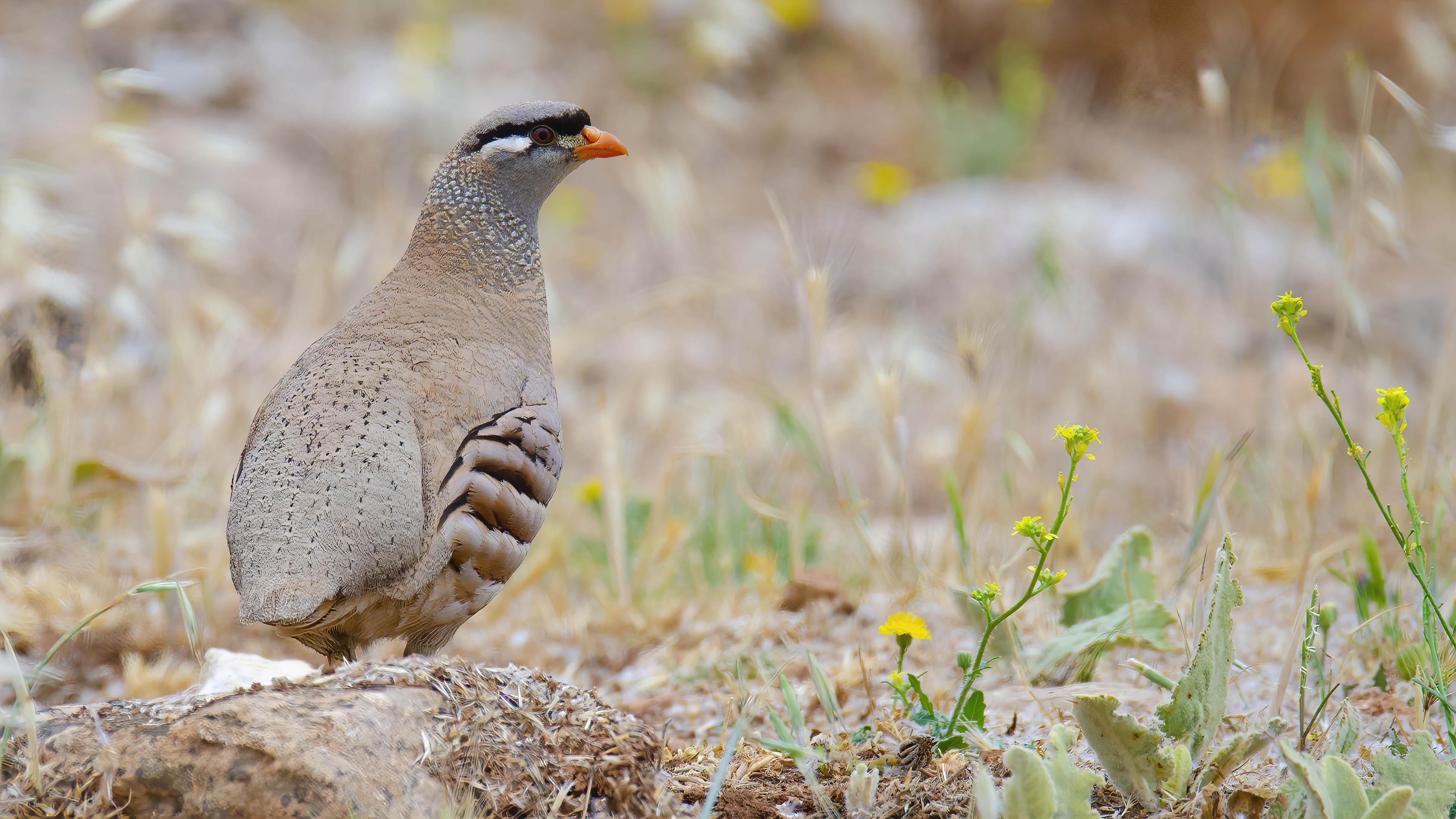 Kum kekliği » See-see Partridge » Ammoperdix griseogularis