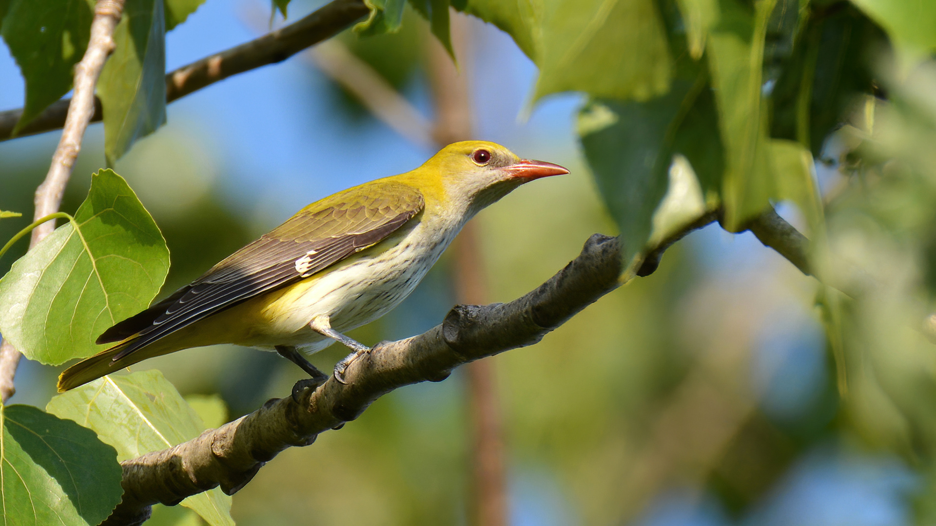 Sarıasma » Eurasian Golden Oriole » Oriolus oriolus