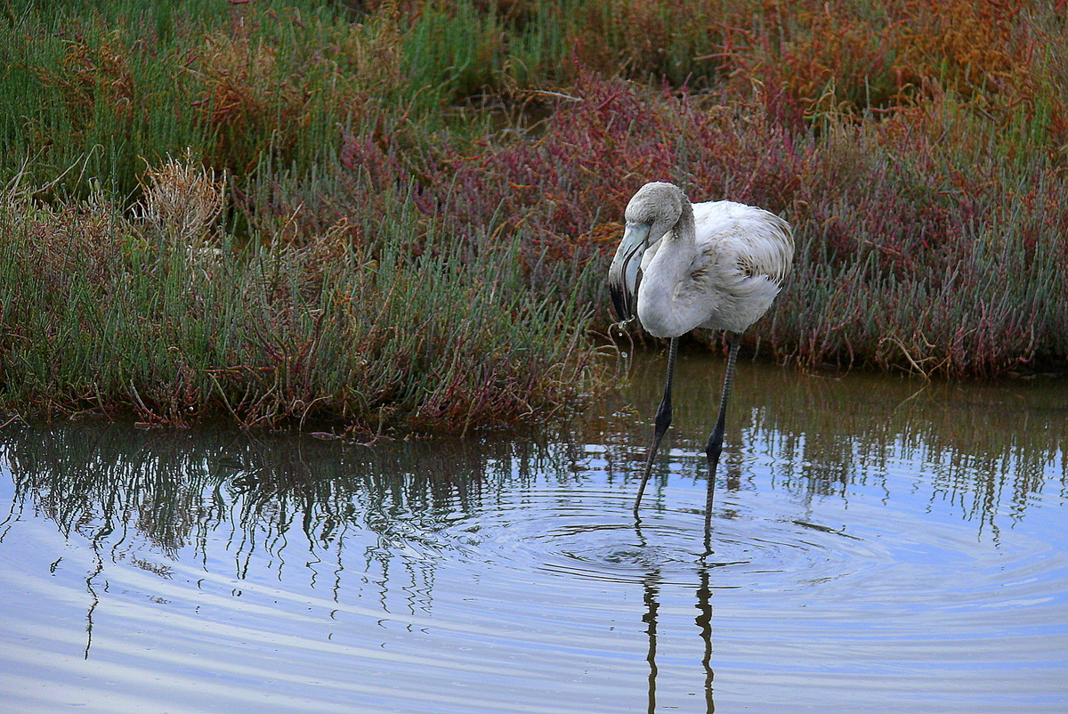 Flamingo