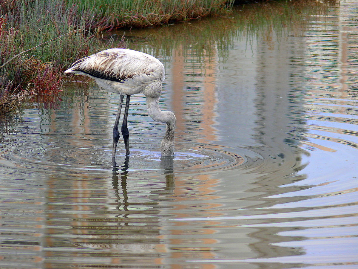 Flamingo