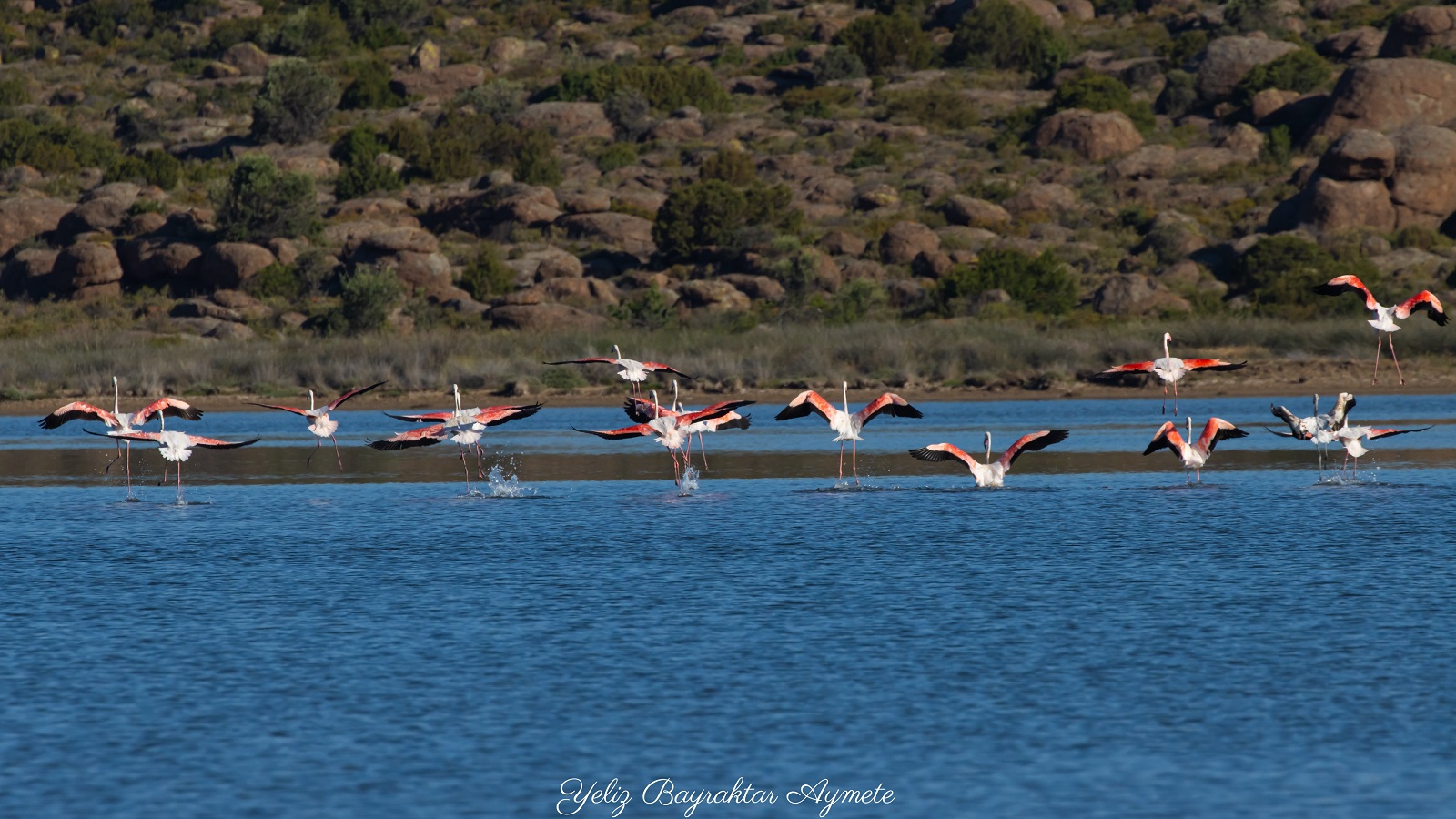 Flamingo