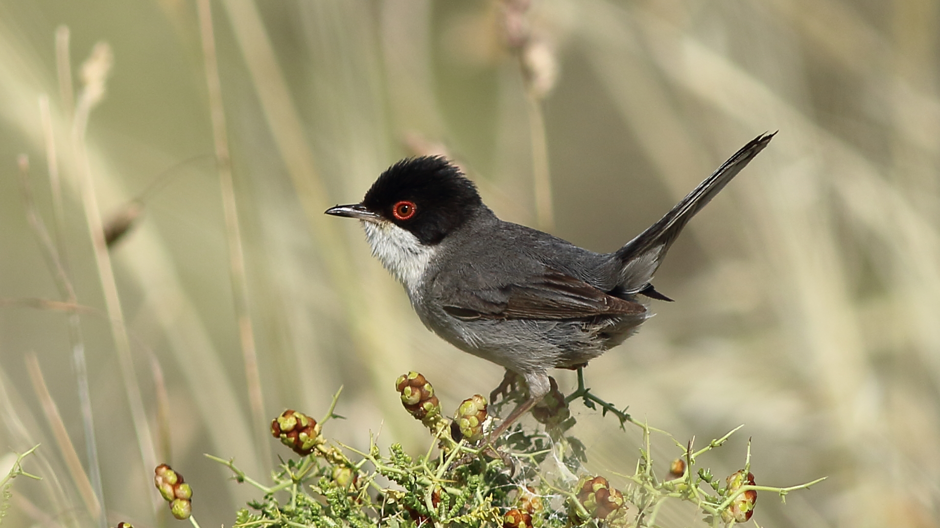 Maskeli ötleğen » Sardinian Warbler » Sylvia melanocephala