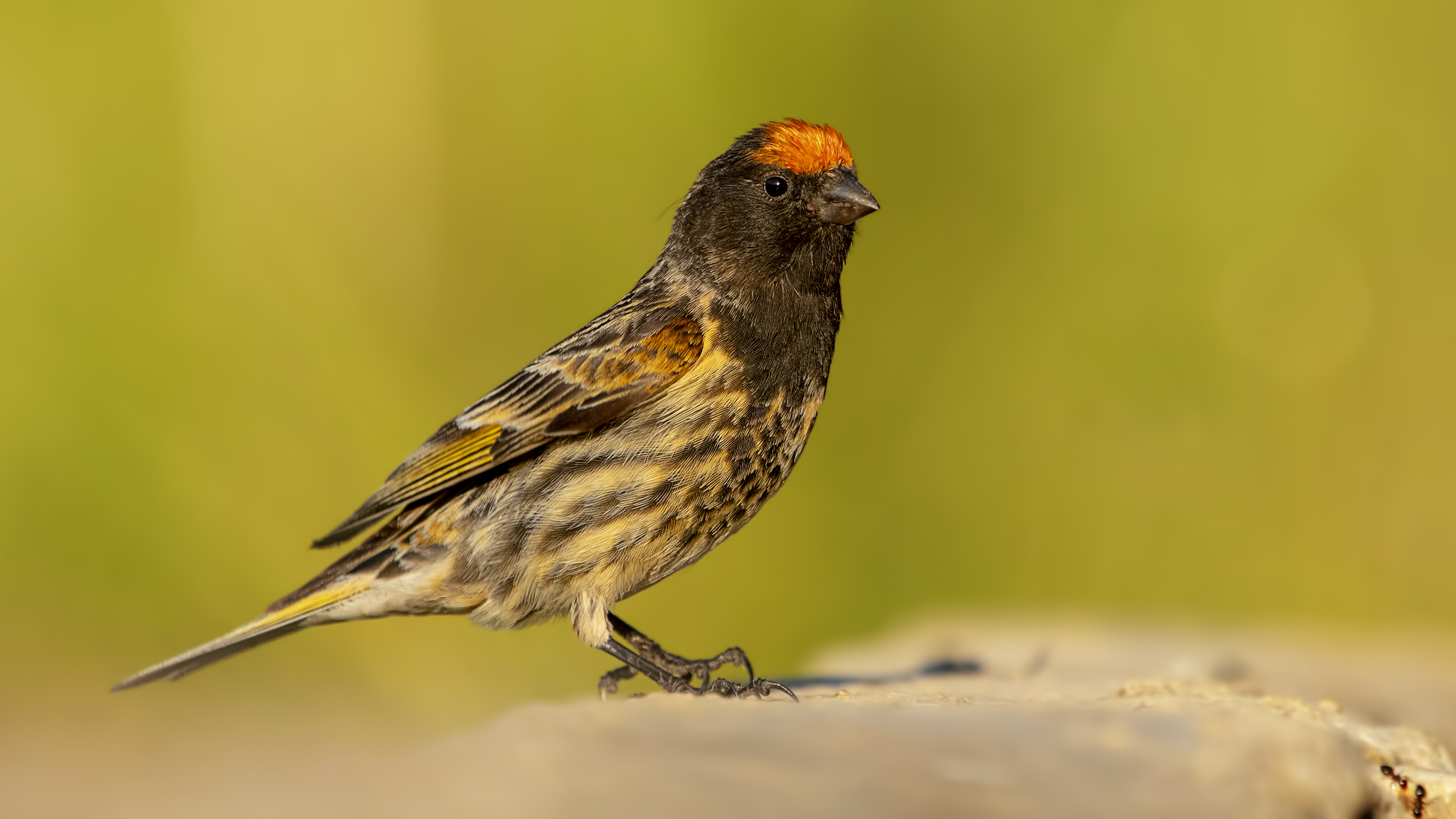 Kara iskete » Red-fronted Serin » Serinus pusillus