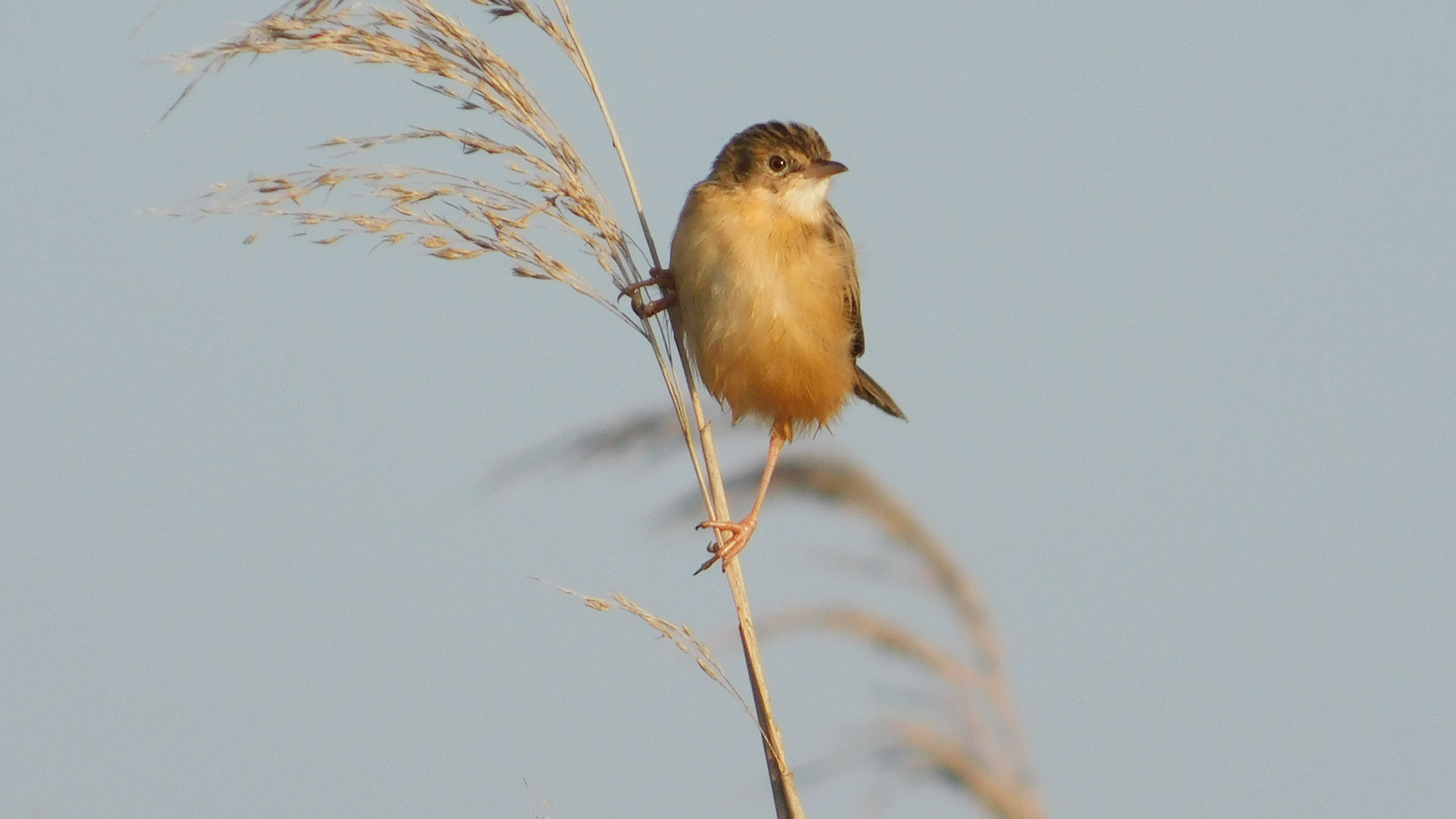 Yelpazekuyruk » Zitting Cisticola » Cisticola juncidis