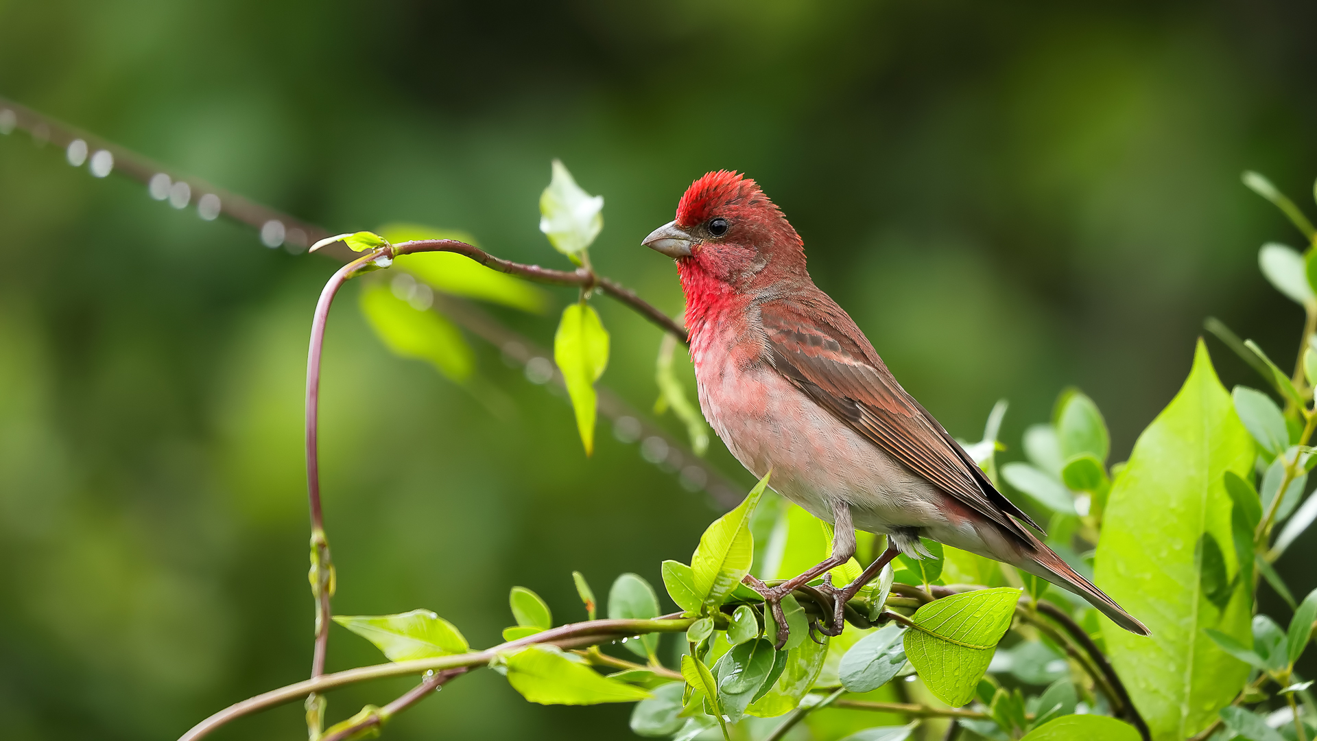 Çütre » Common Rosefinch » Carpodacus erythrinus