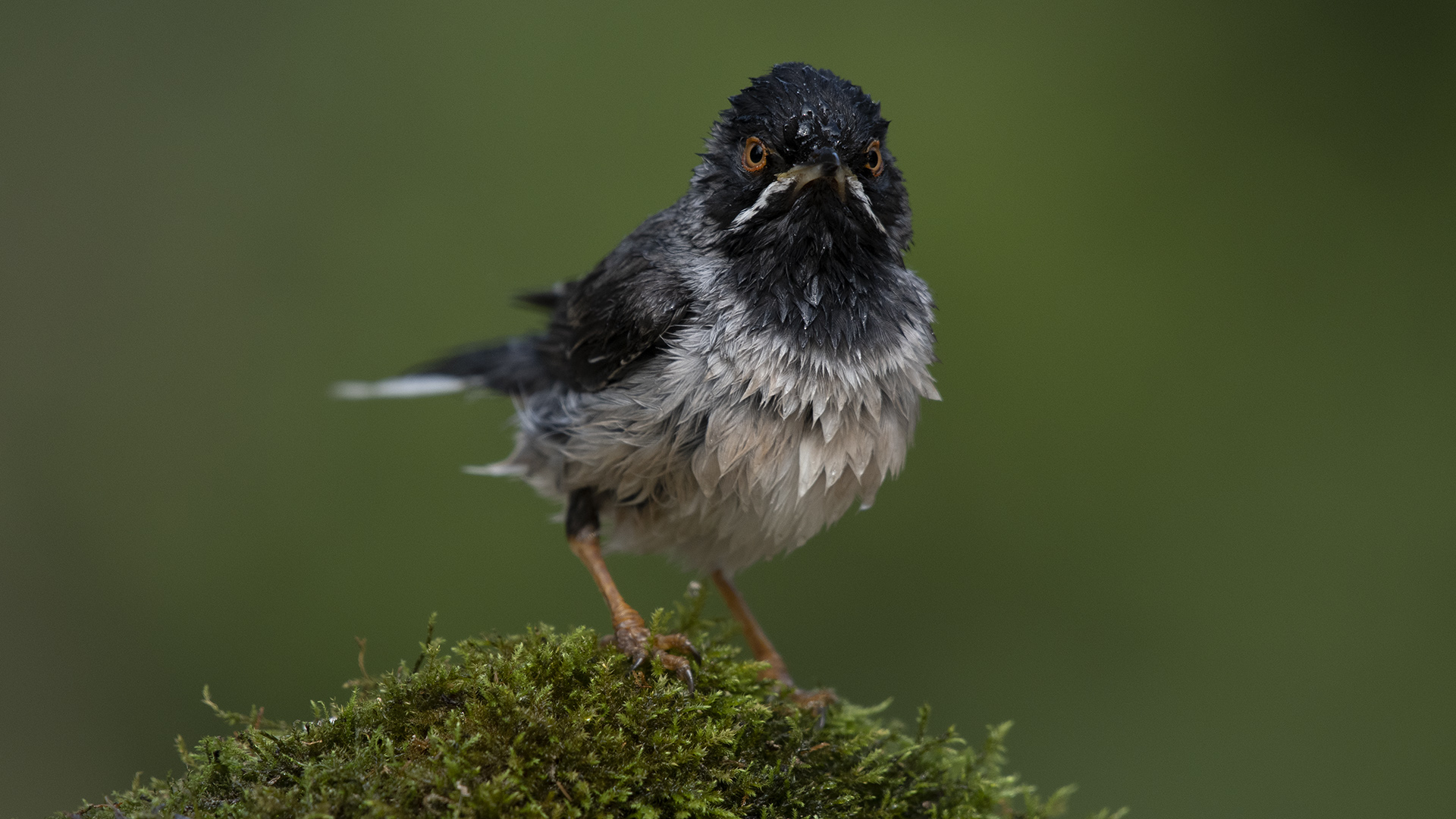 Karaboğazlı ötleğen » Rüppell`s Warbler » Sylvia ruppeli