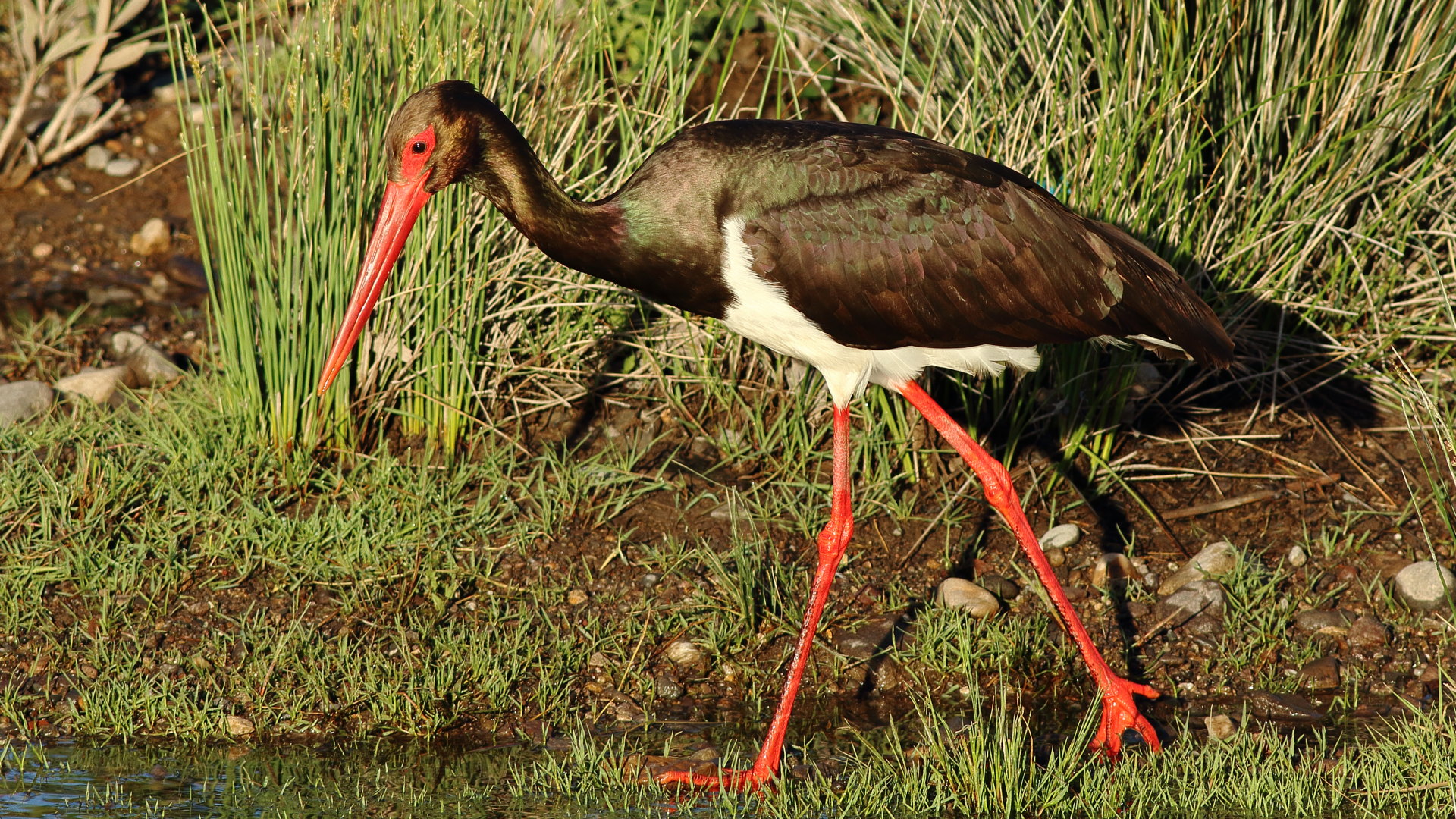 Kara leylek » Black Stork » Ciconia nigra