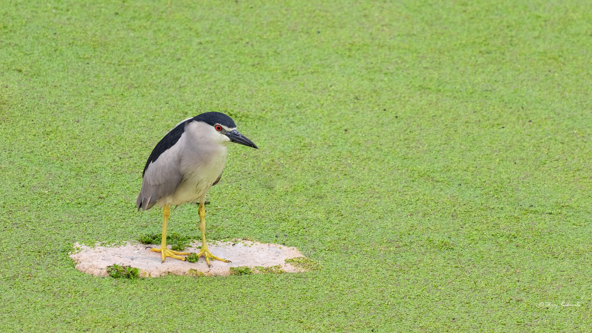 Gece balıkçılı » Black-crowned Night Heron » Nycticorax nycticorax