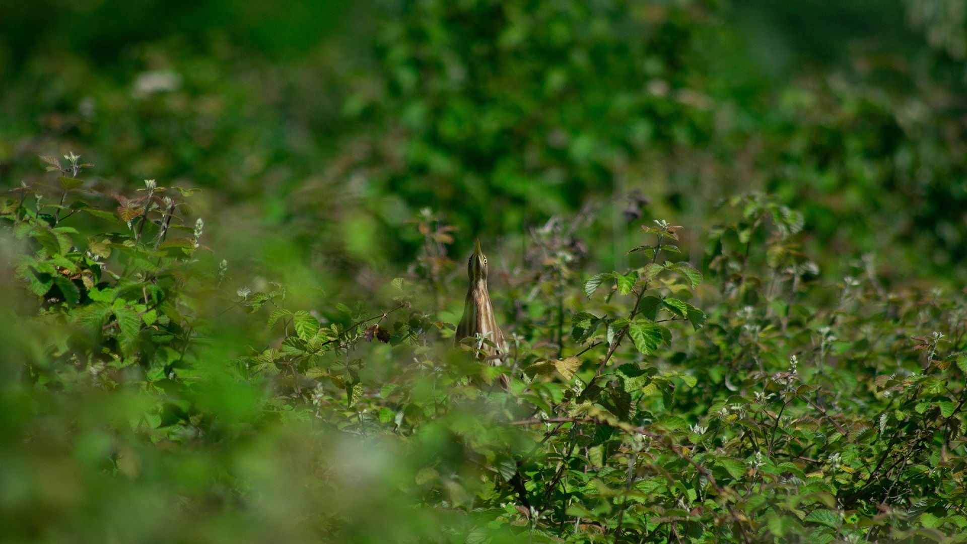 Küçük balaban » Little Bittern » Ixobrychus minutus