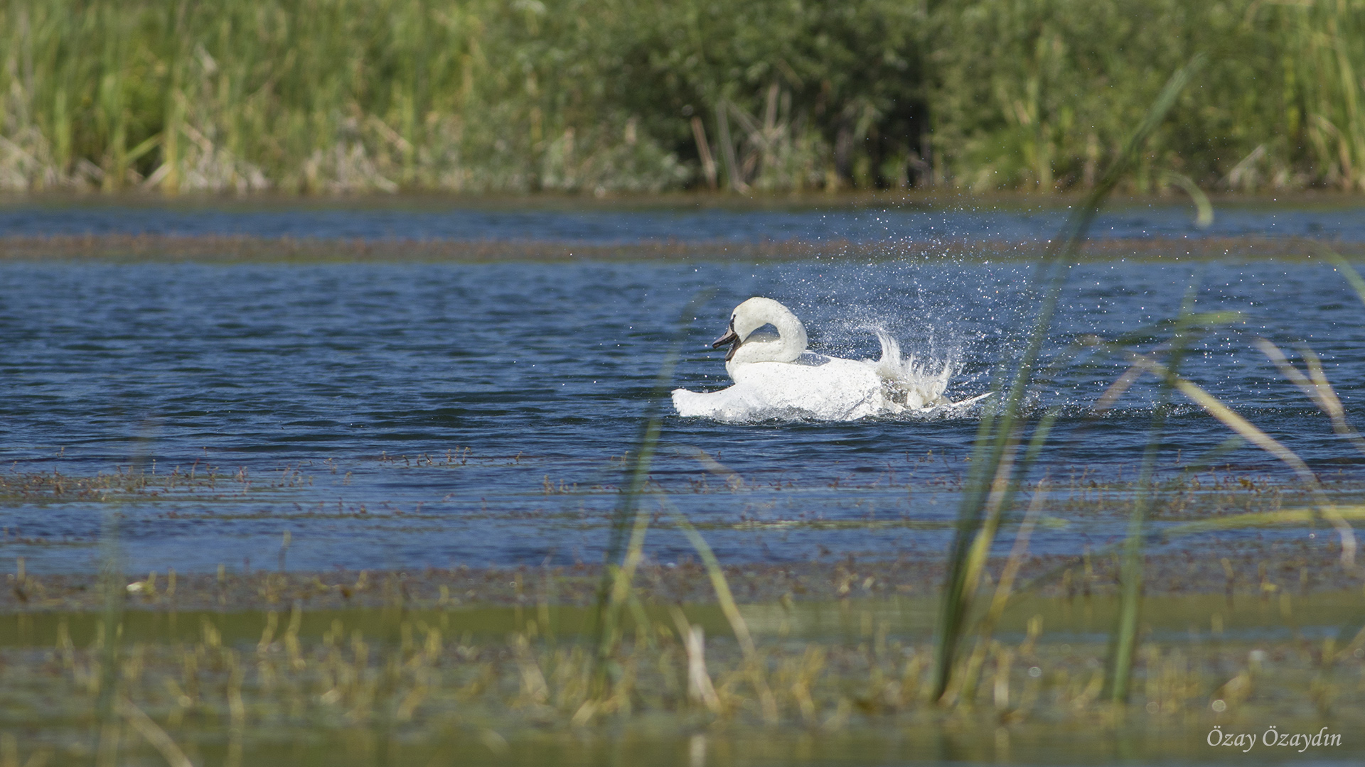 Kuğu