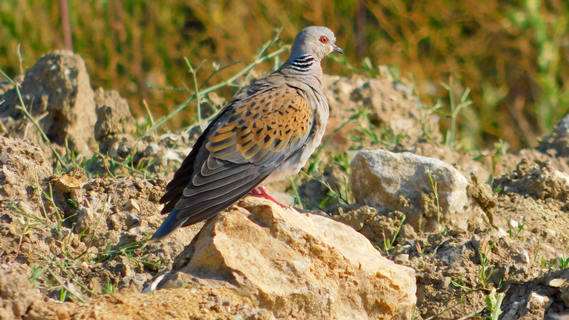 Üveyik » European Turtle Dove » Streptopelia turtur