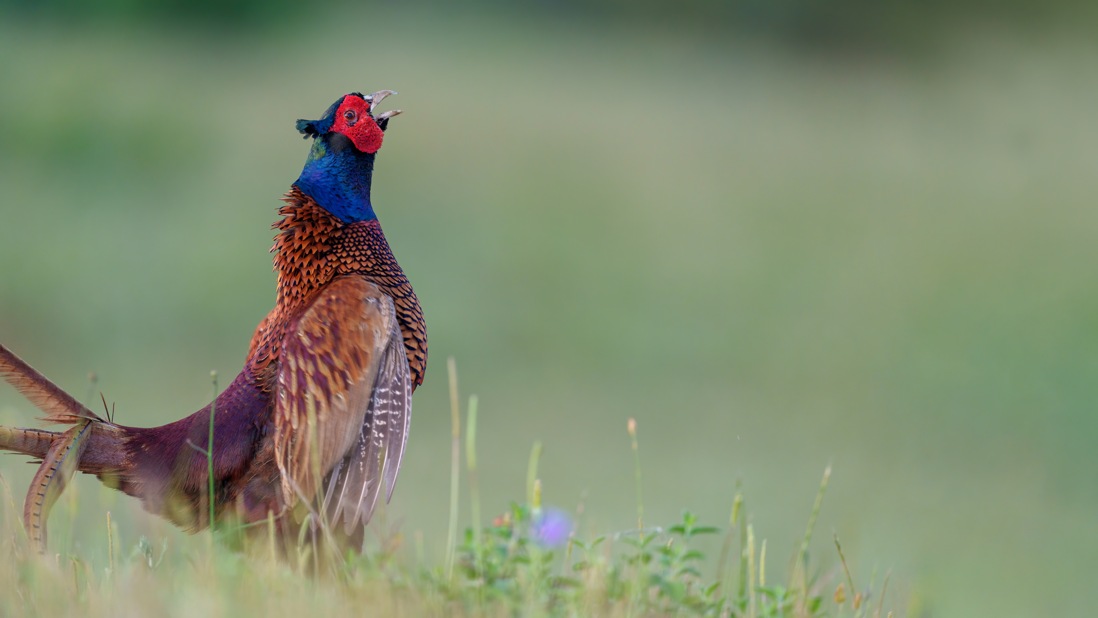 Sülün » Common Pheasant » Phasianus colchicus