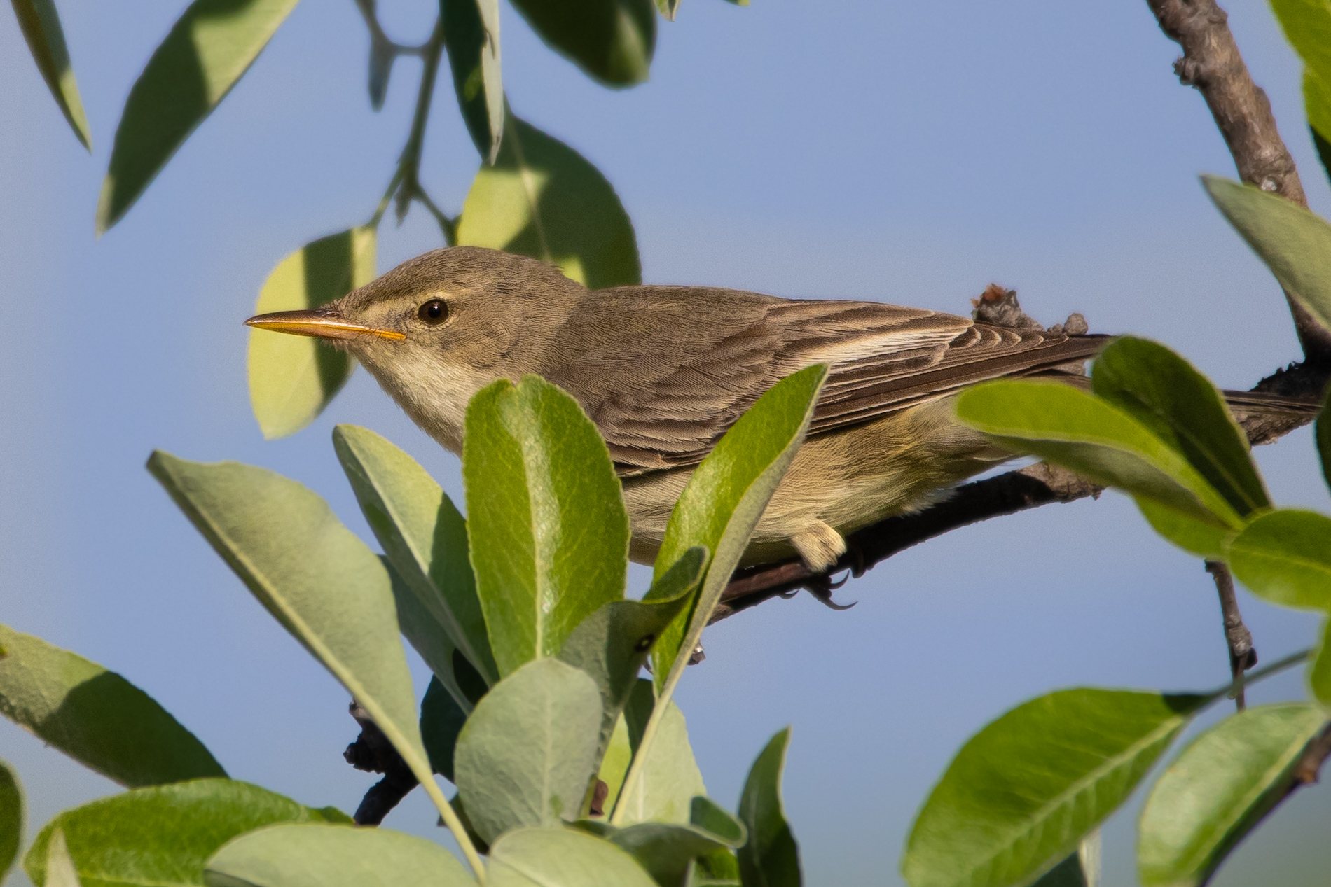 Zeytin mukallidi