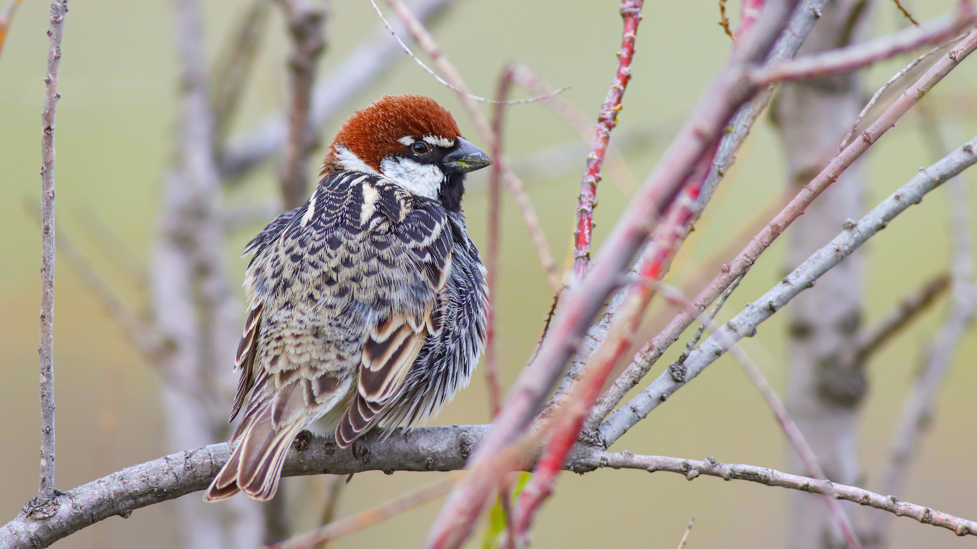 Söğüt serçesi » Spanish Sparrow » Passer hispaniolensis