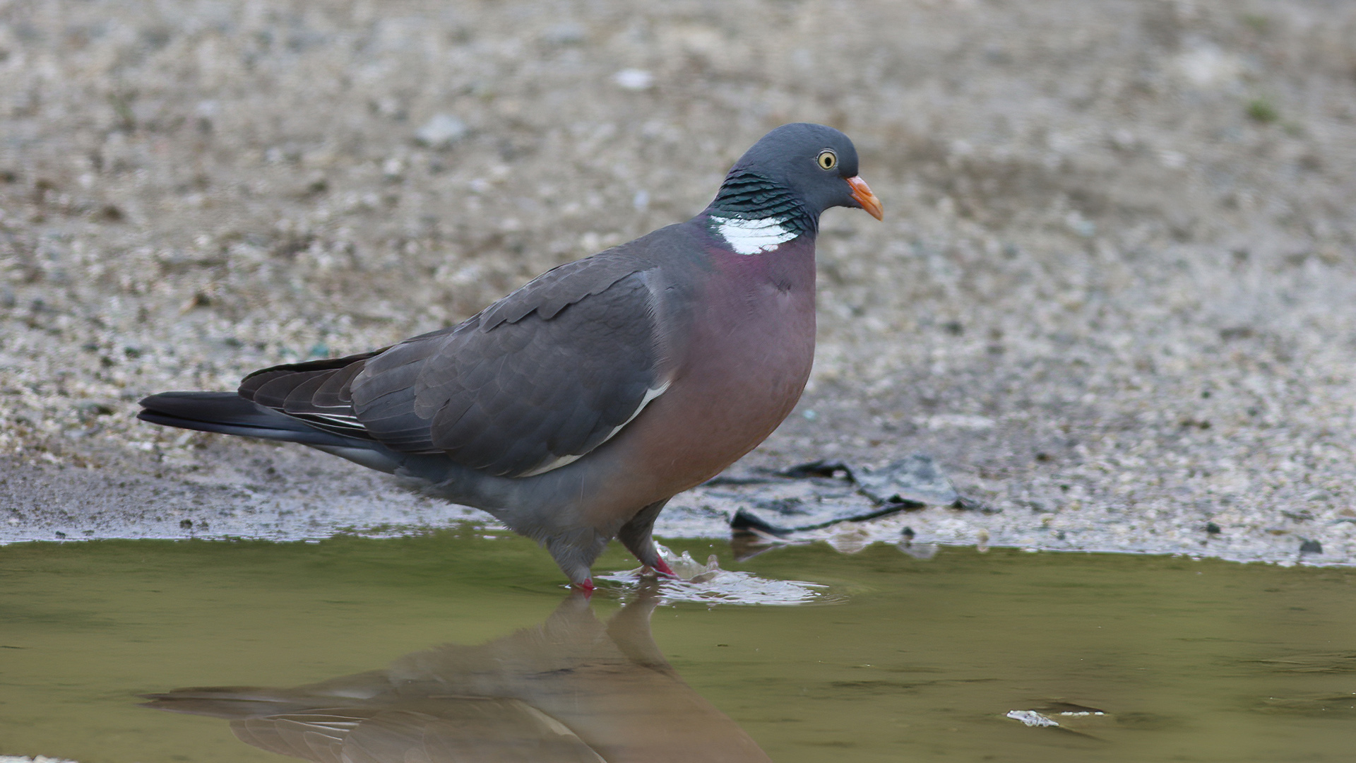 Tahtalı » Common Wood Pigeon » Columba palumbus