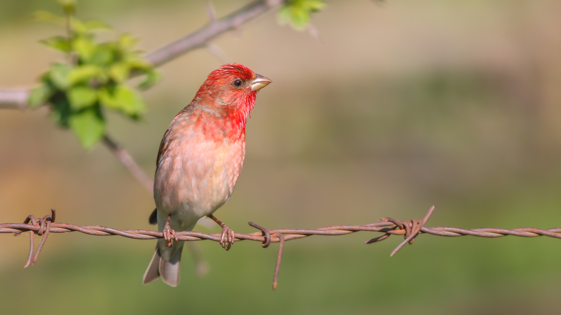 Çütre » Common Rosefinch » Carpodacus erythrinus