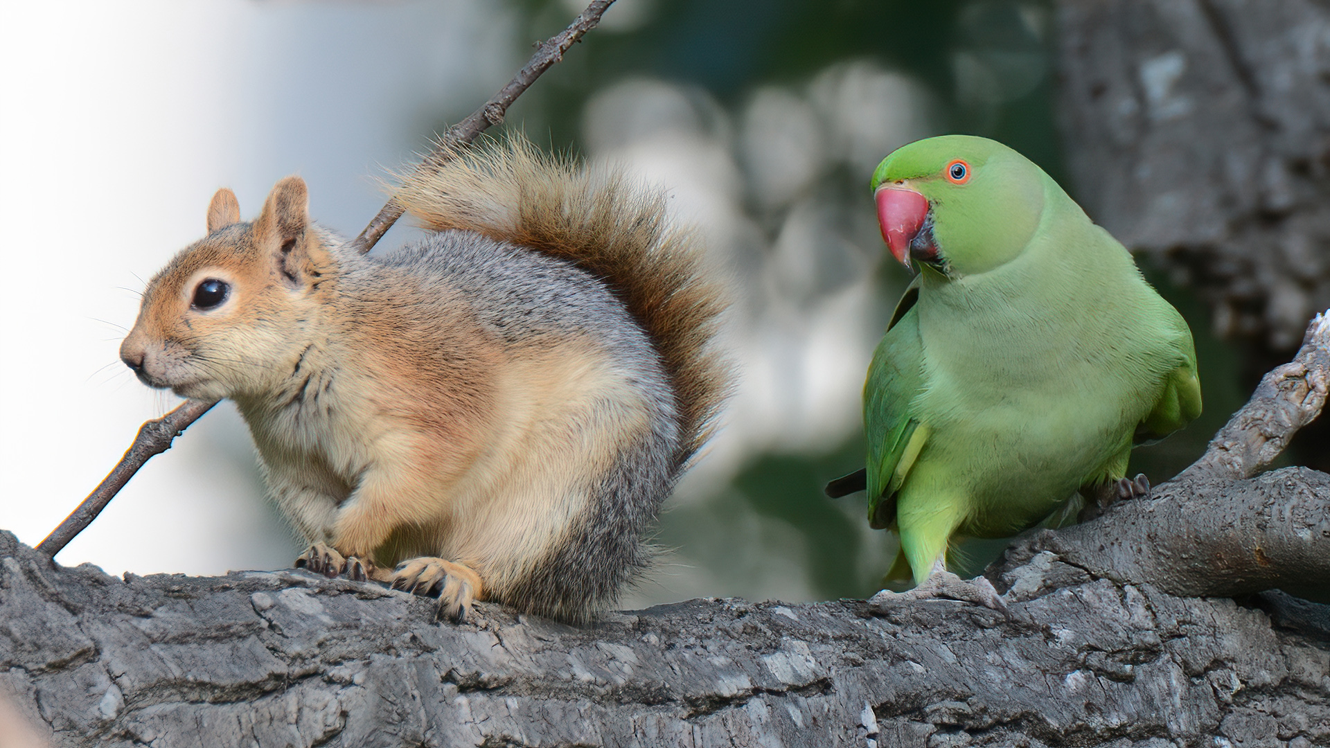 Yeşil papağan » Rose-ringed Parakeet » Psittacula krameri