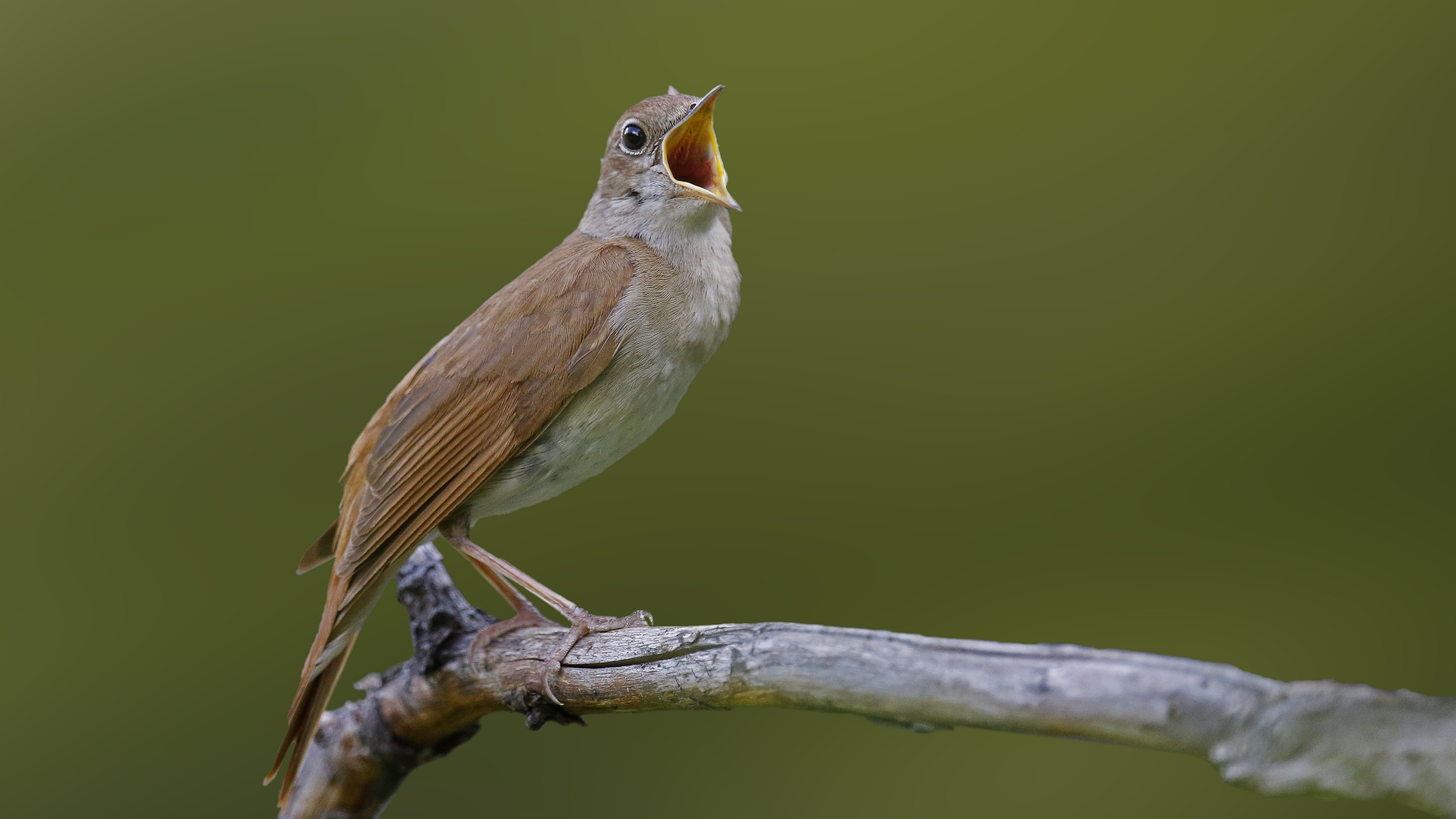 Bülbül » Common Nightingale » Luscinia megarhynchos