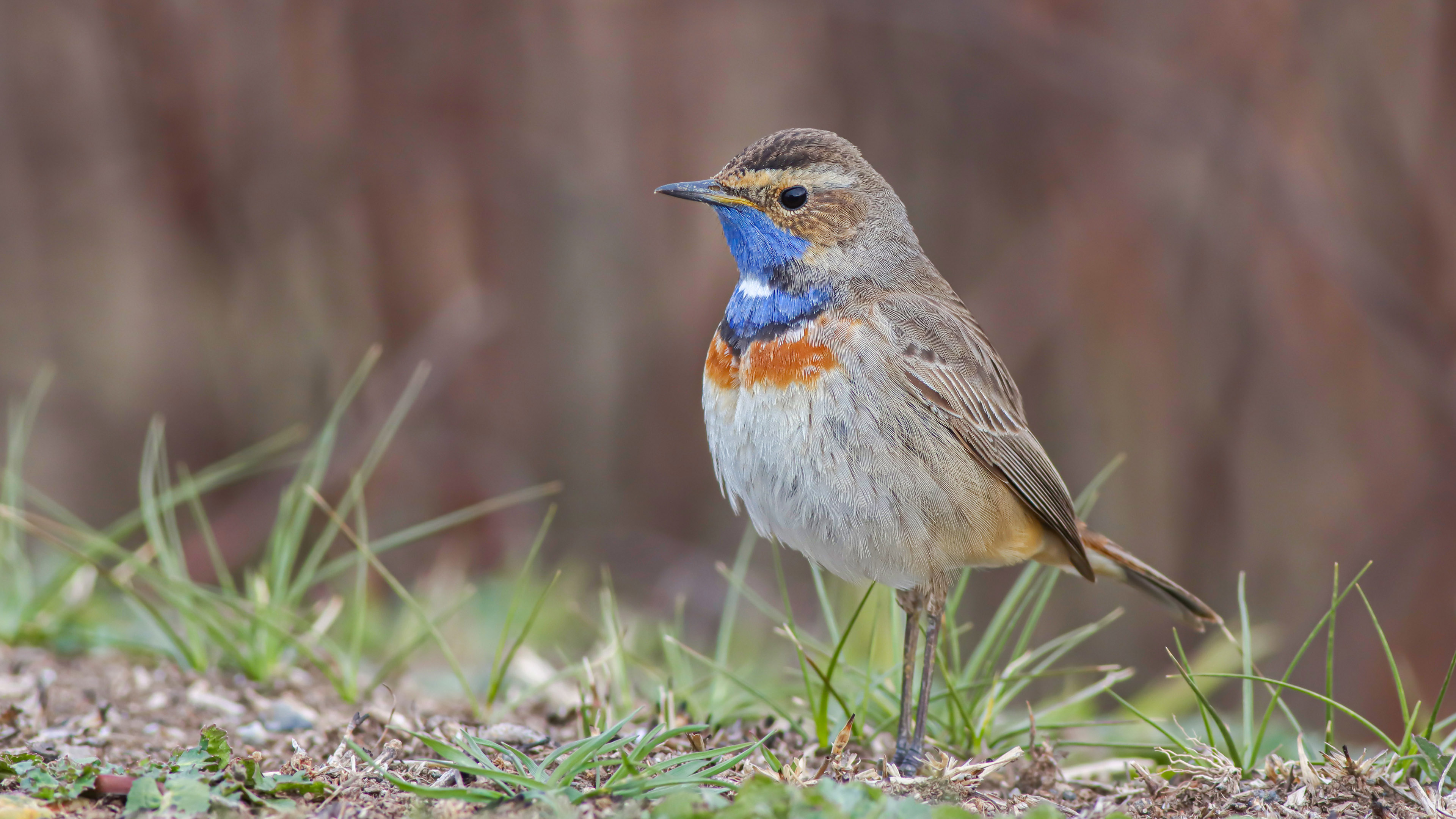 Mavigerdan » Bluethroat » Luscinia svecica