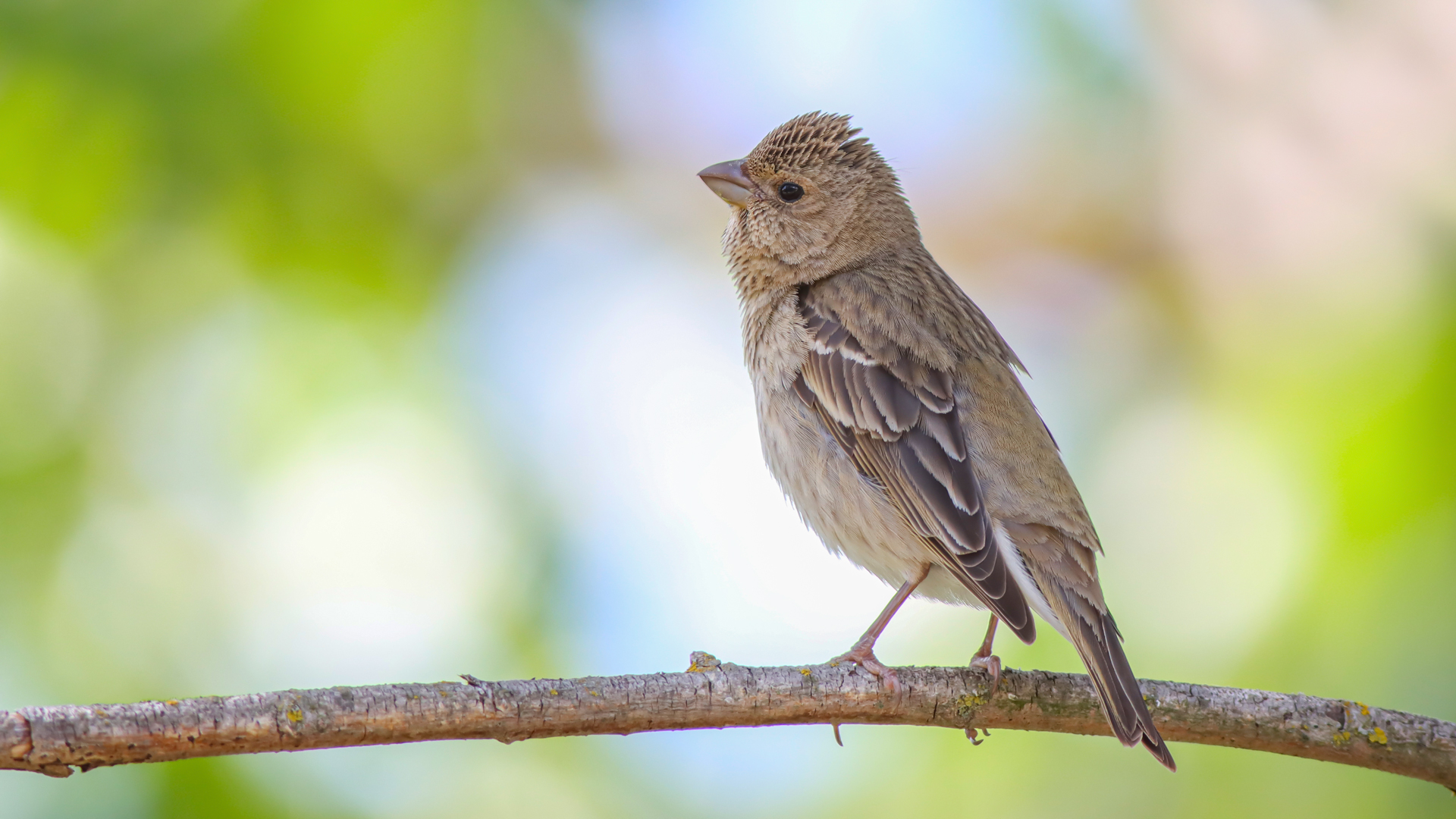 Çütre » Common Rosefinch » Carpodacus erythrinus