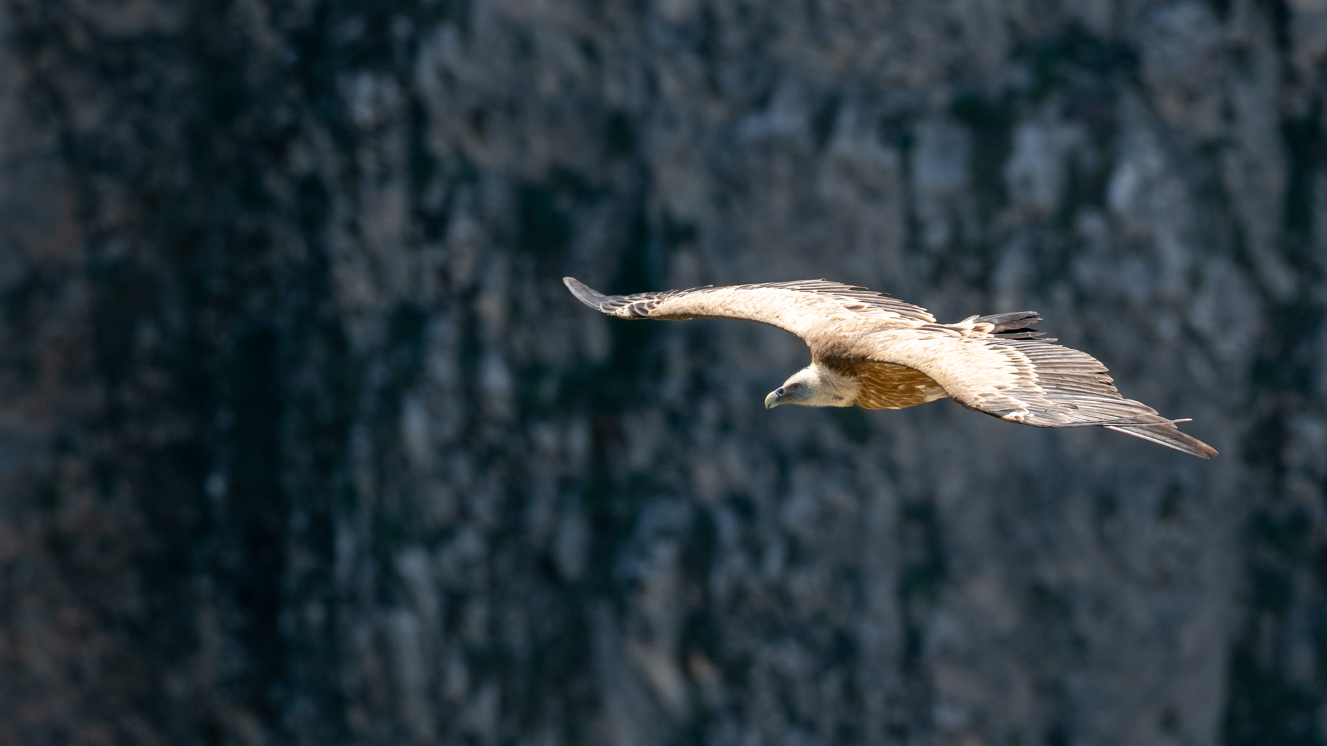 Kızıl akbaba » Griffon Vulture » Gyps fulvus